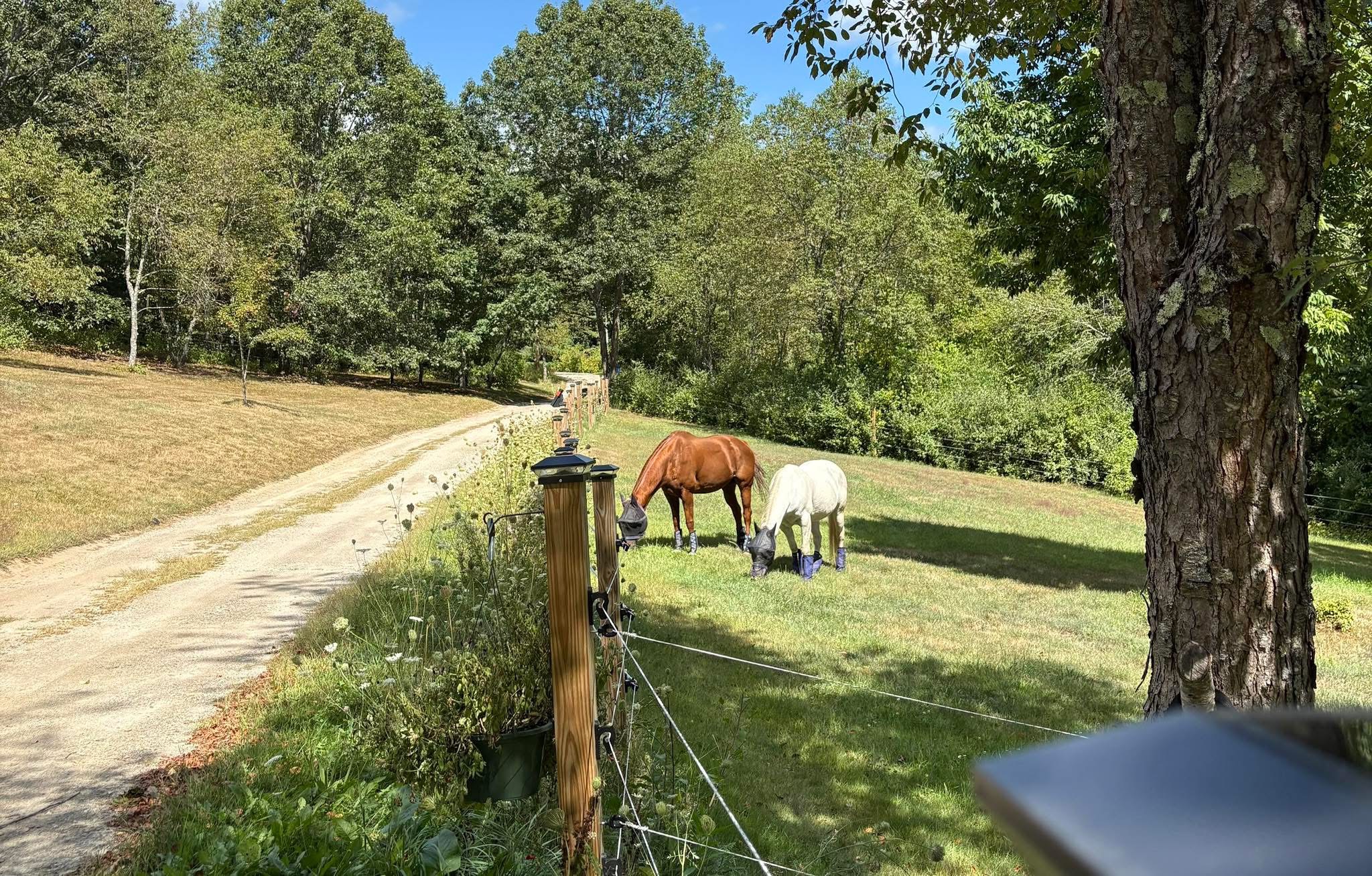 Happy Horses 1