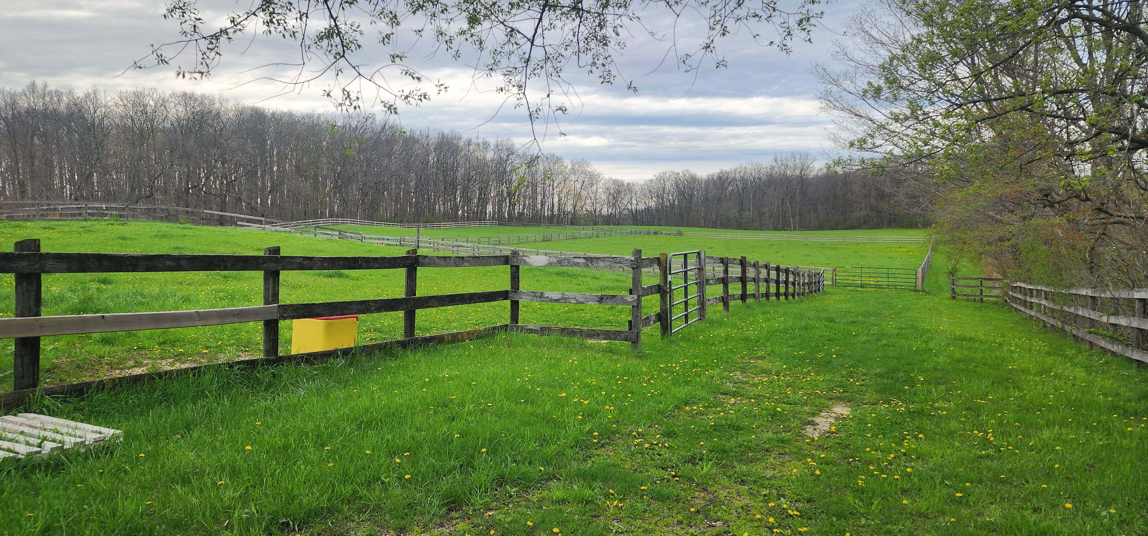Grass pastures