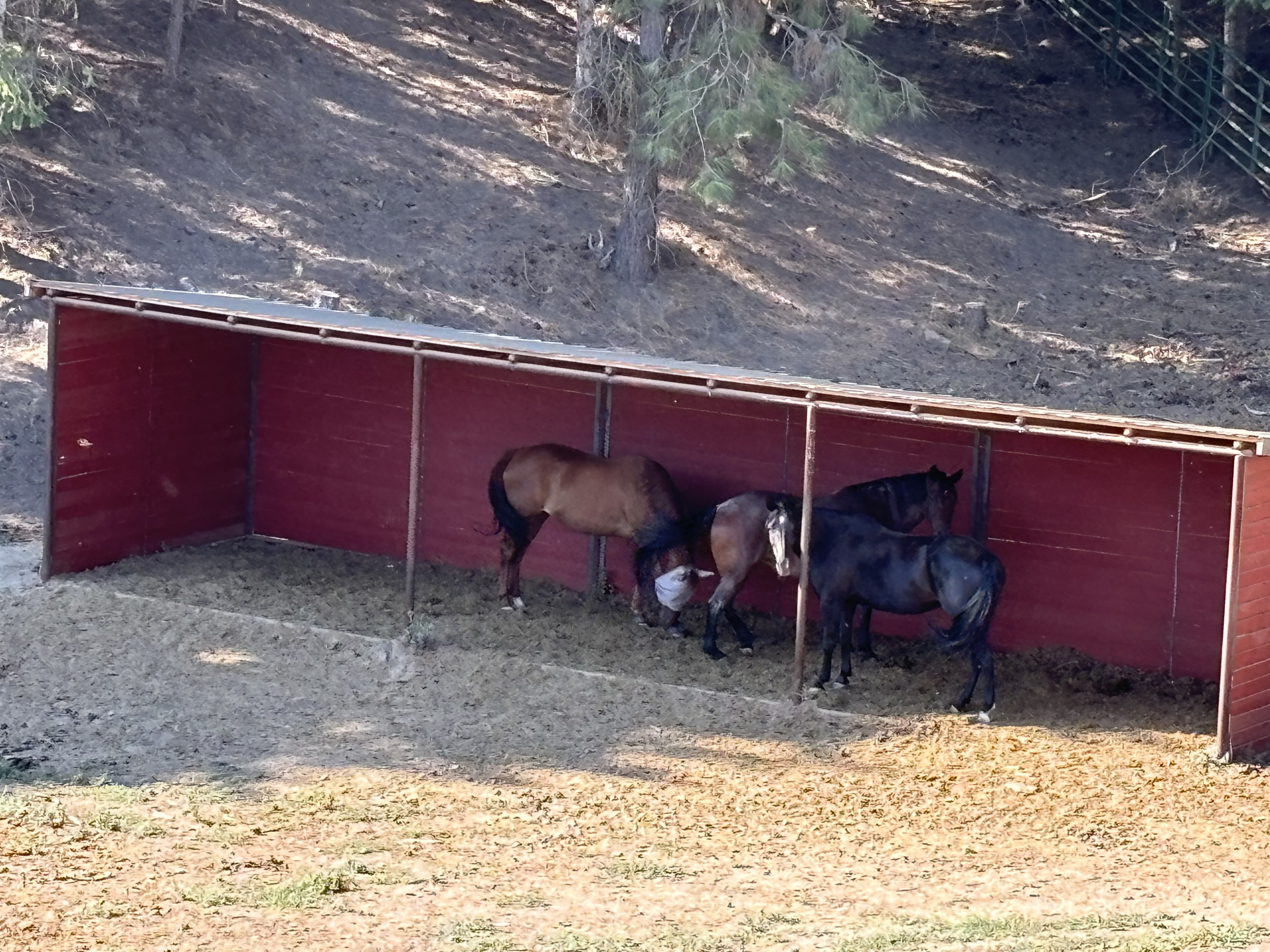 Oversized loafing sheds