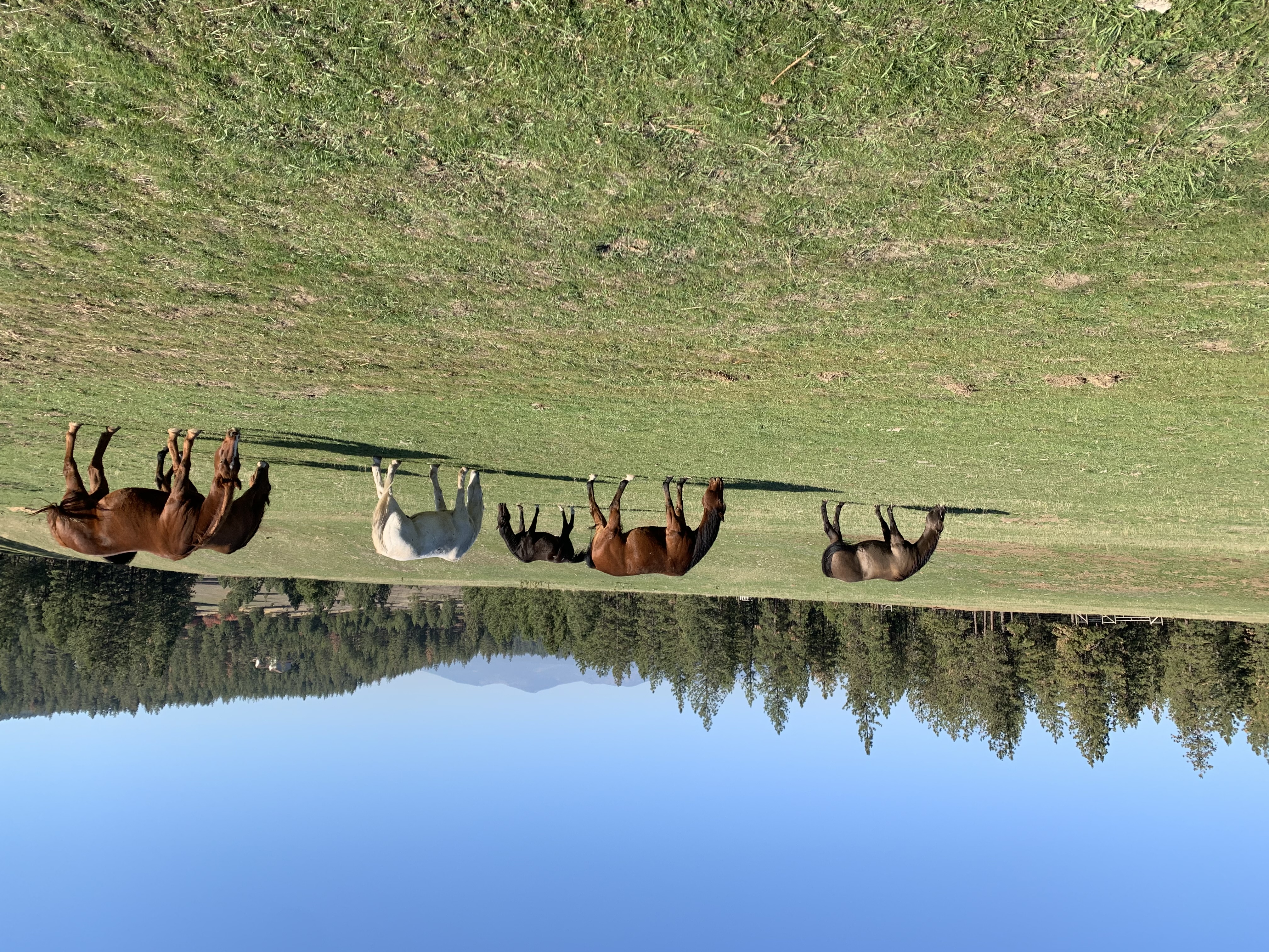 Rotational winter pasture