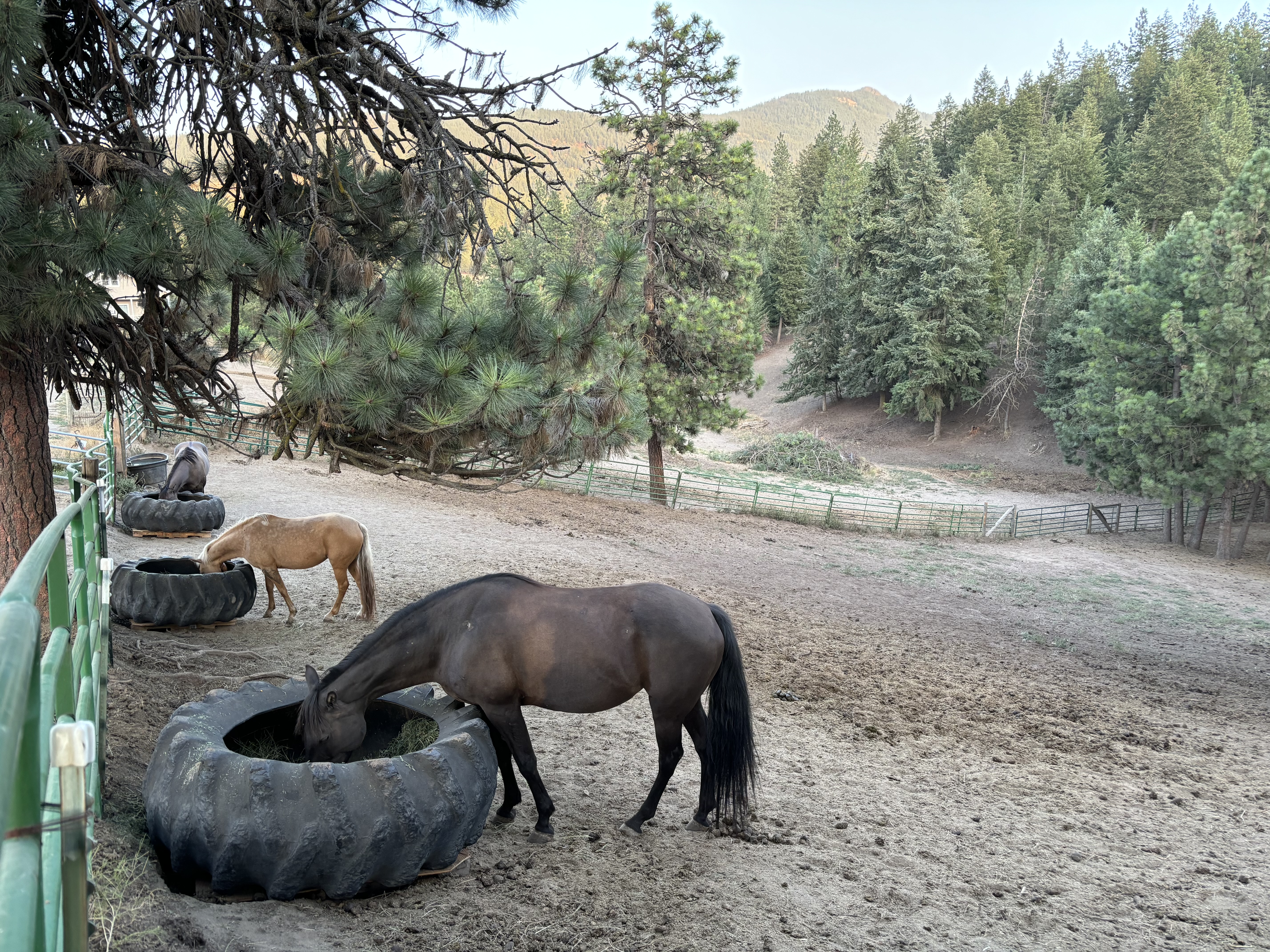 Horse pasture