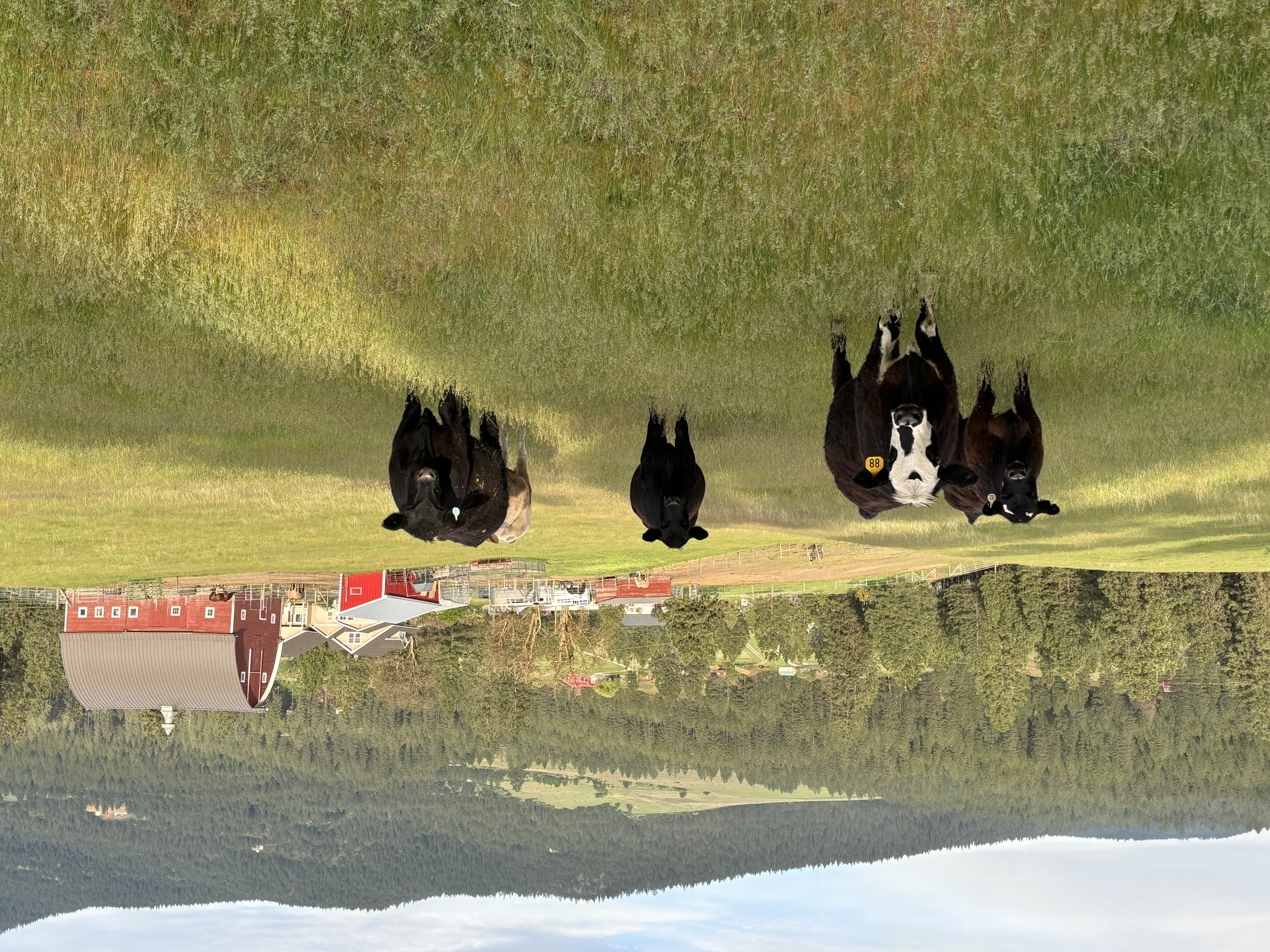 Cattle pasture