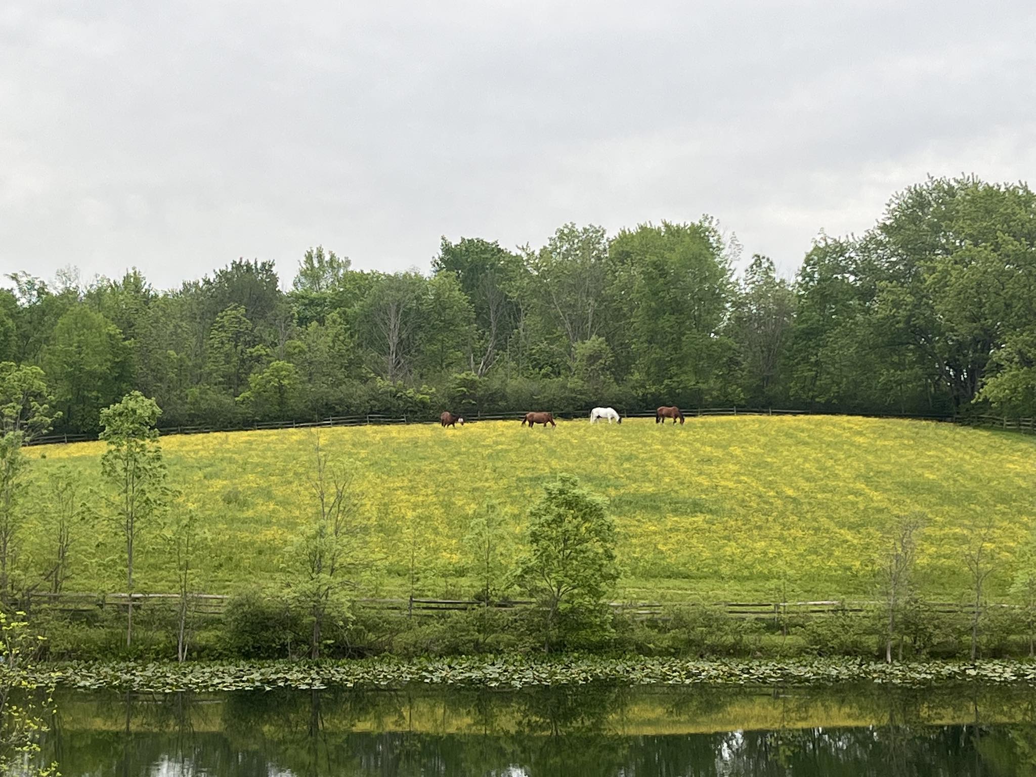 Pasture