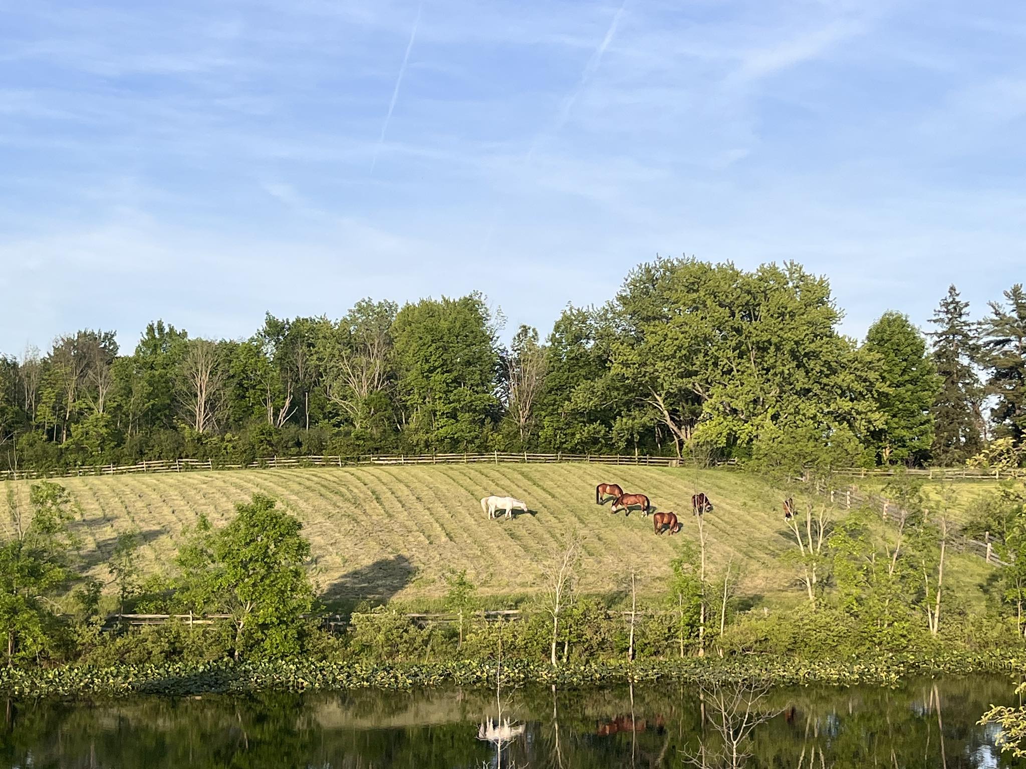 Pasture