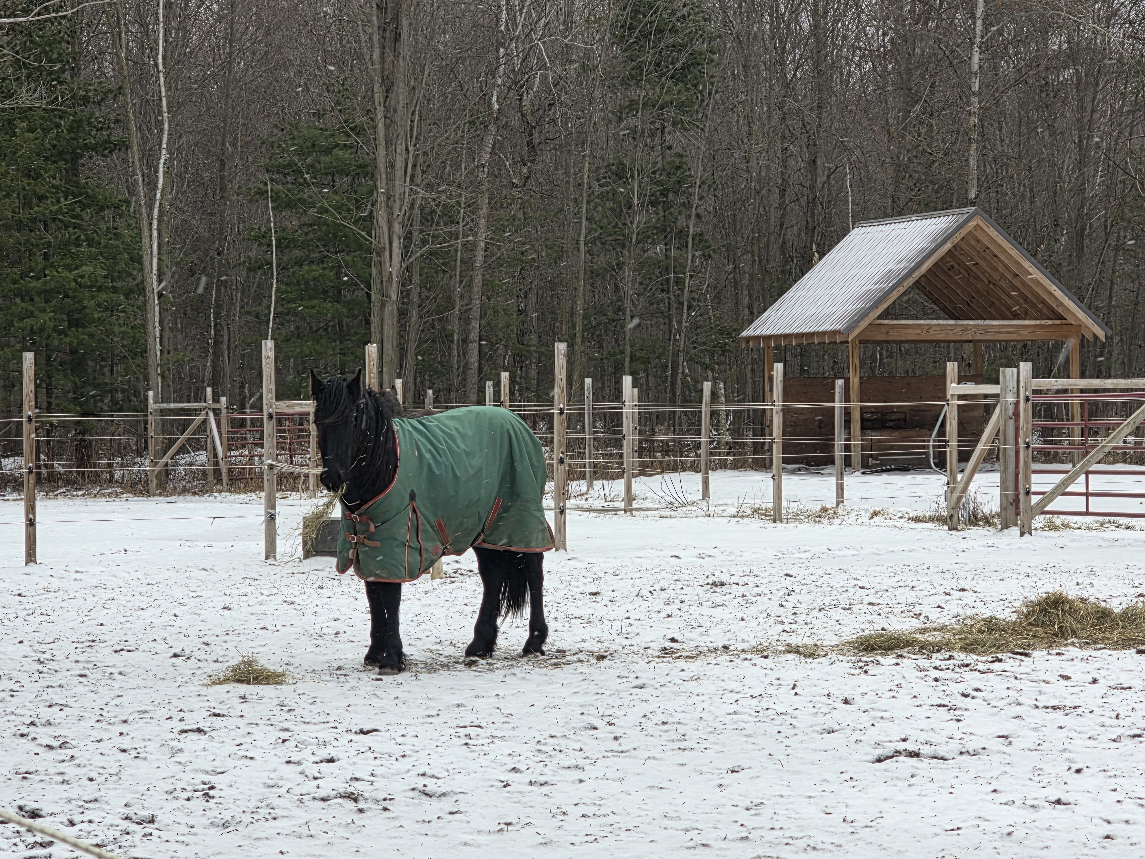 Automatic waterers and always clean, fresh hay available.