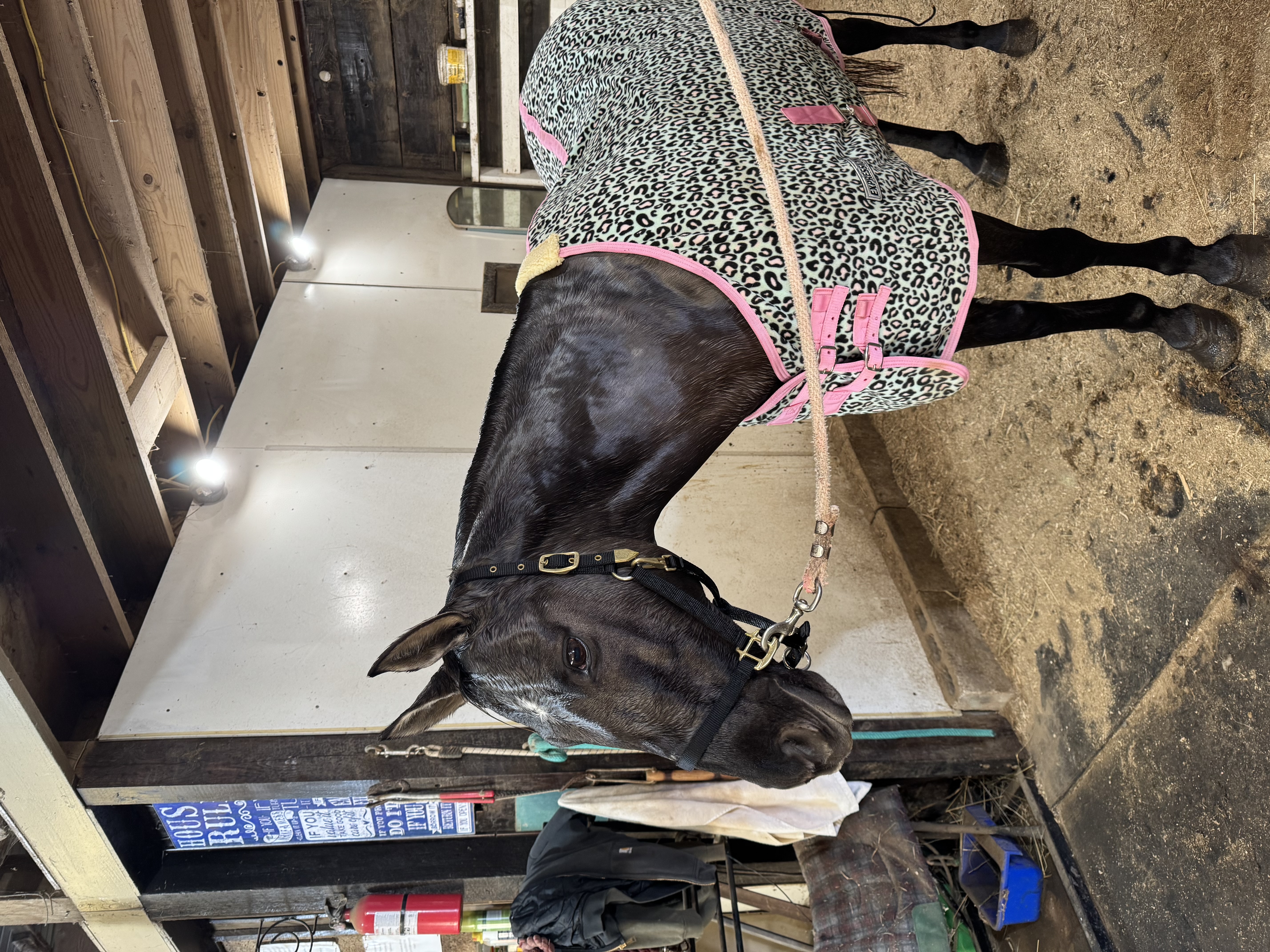 Grooming stall