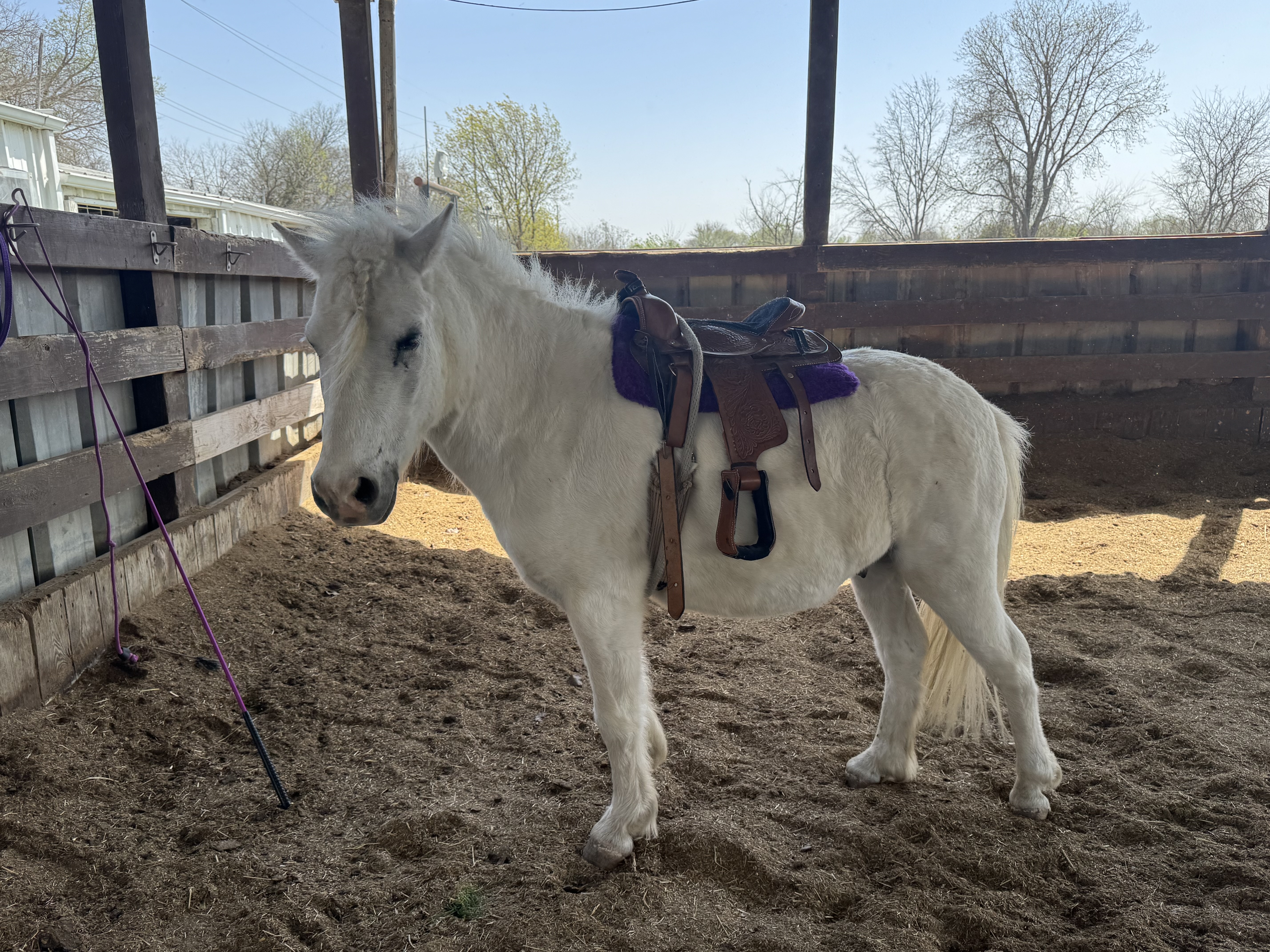 Mini Pony
