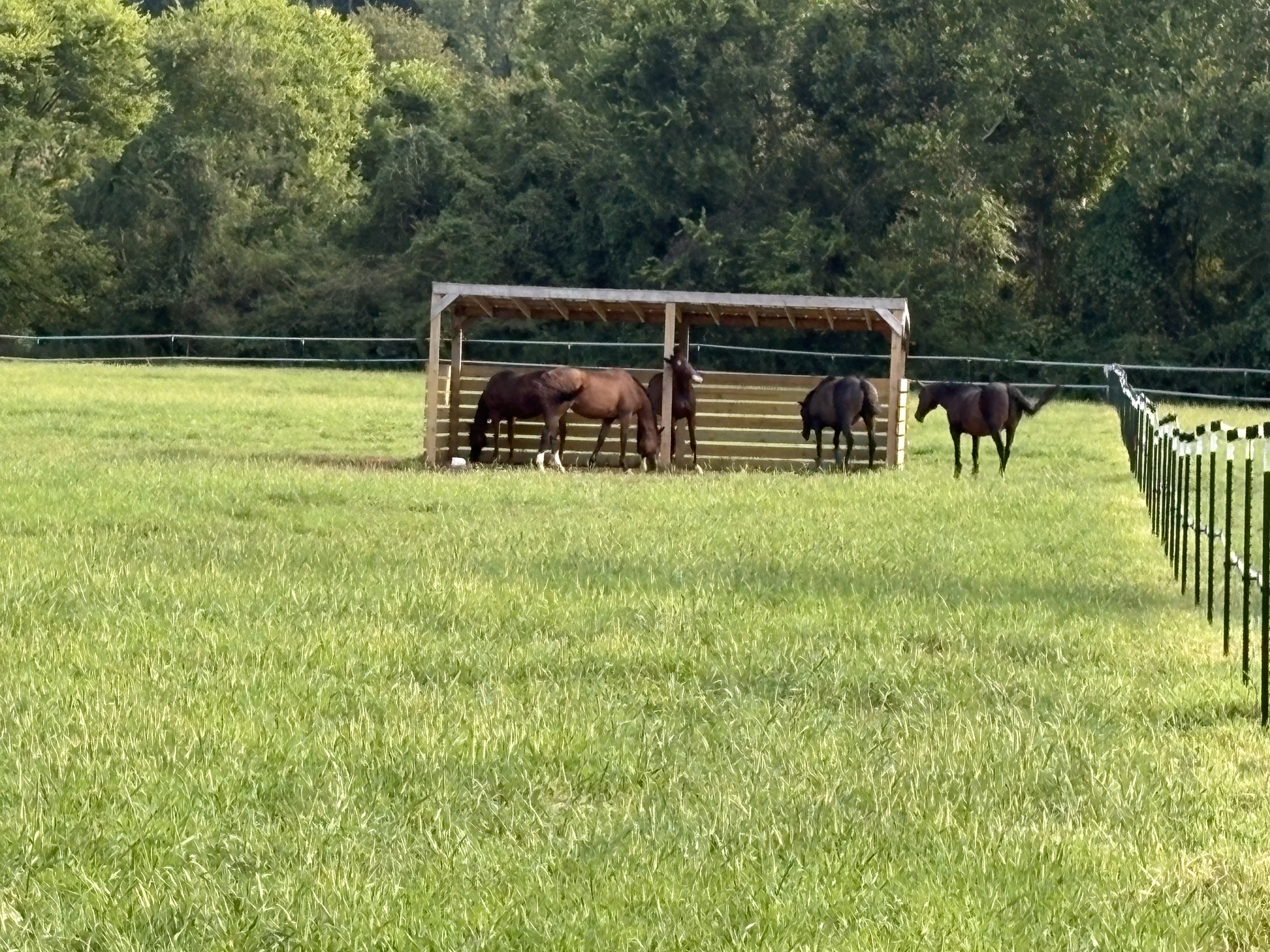 Horse Shelters