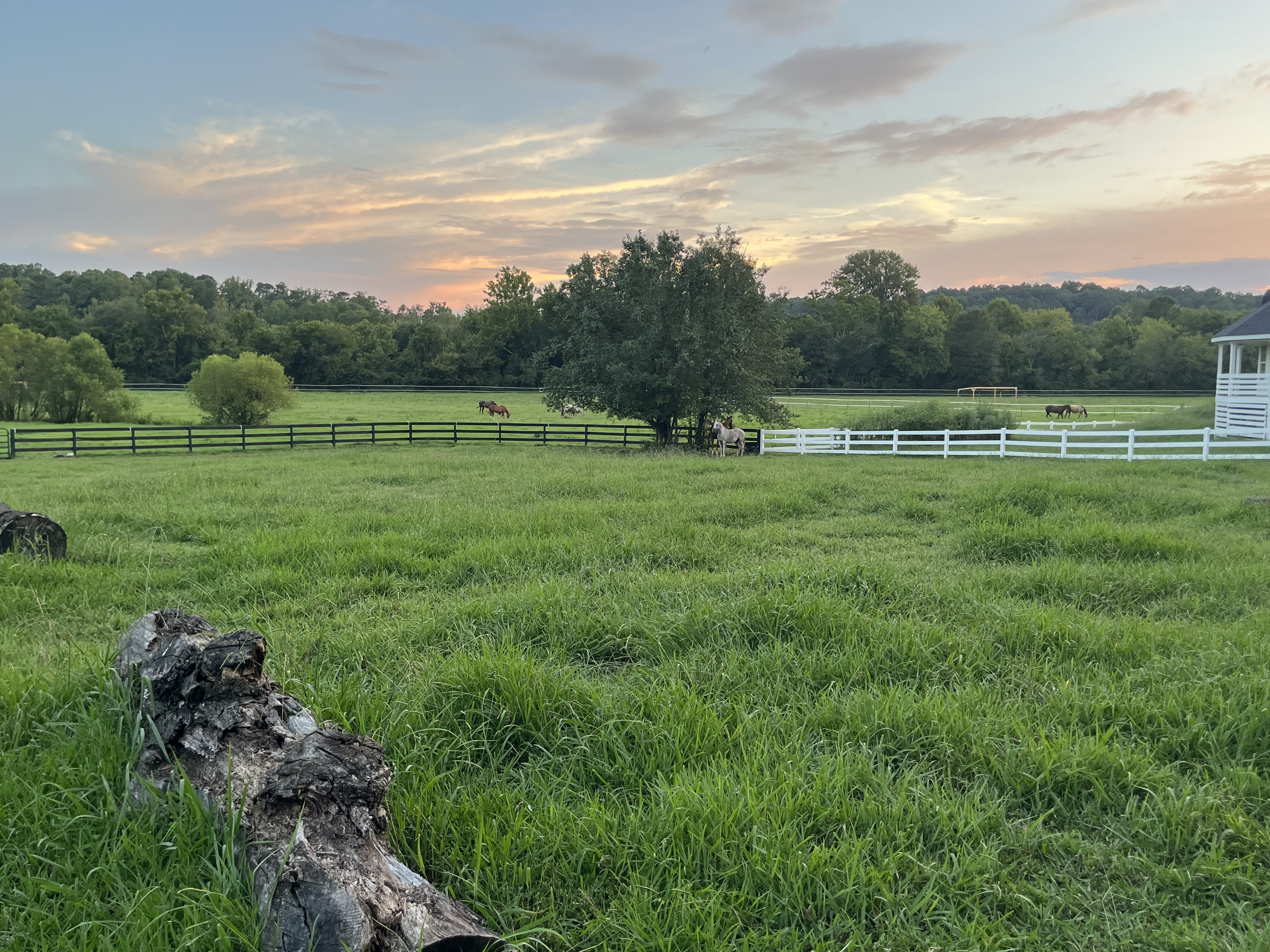 Pasture
