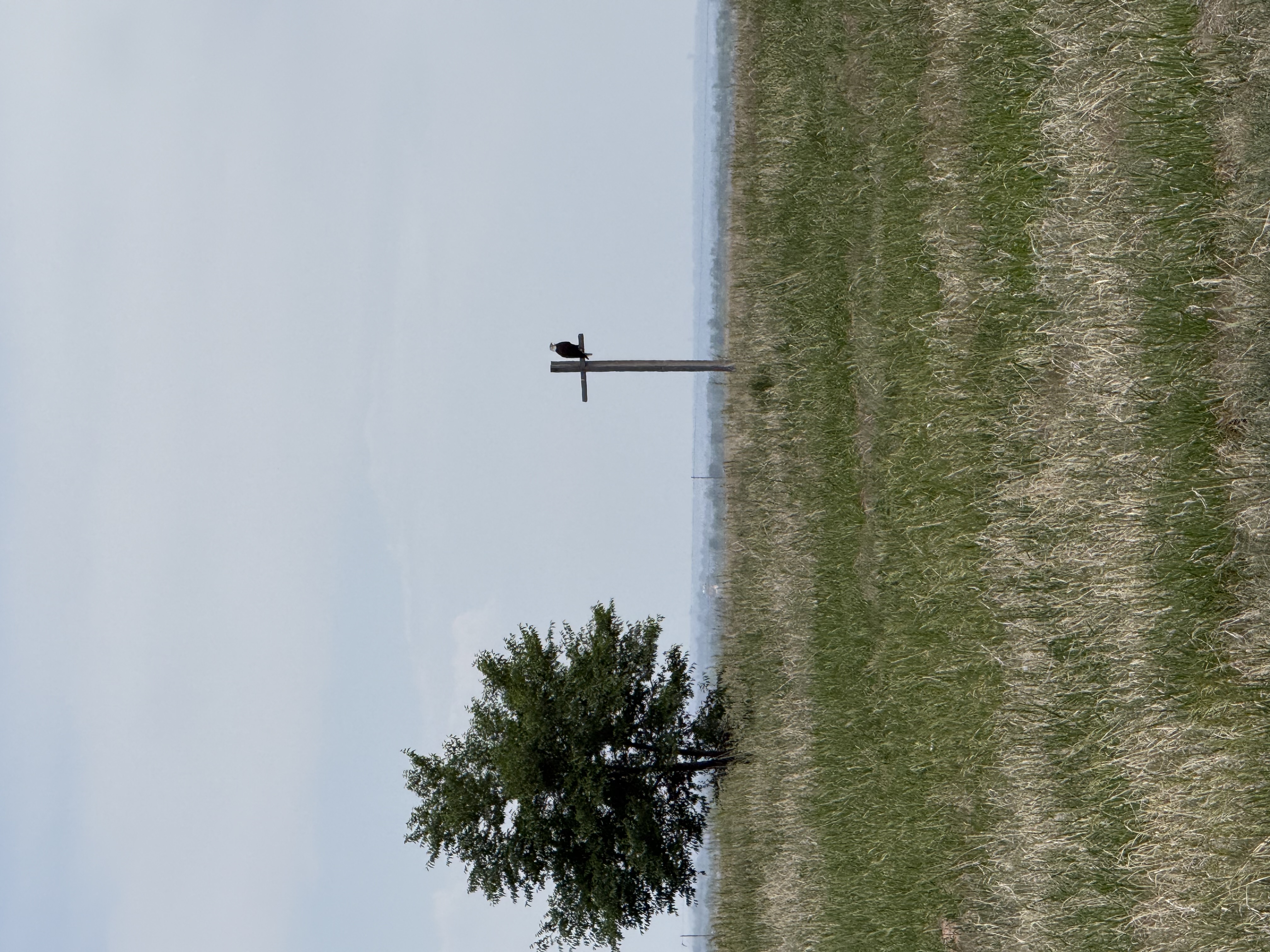 Raptor pole in our pasture that brings eagles and hawks