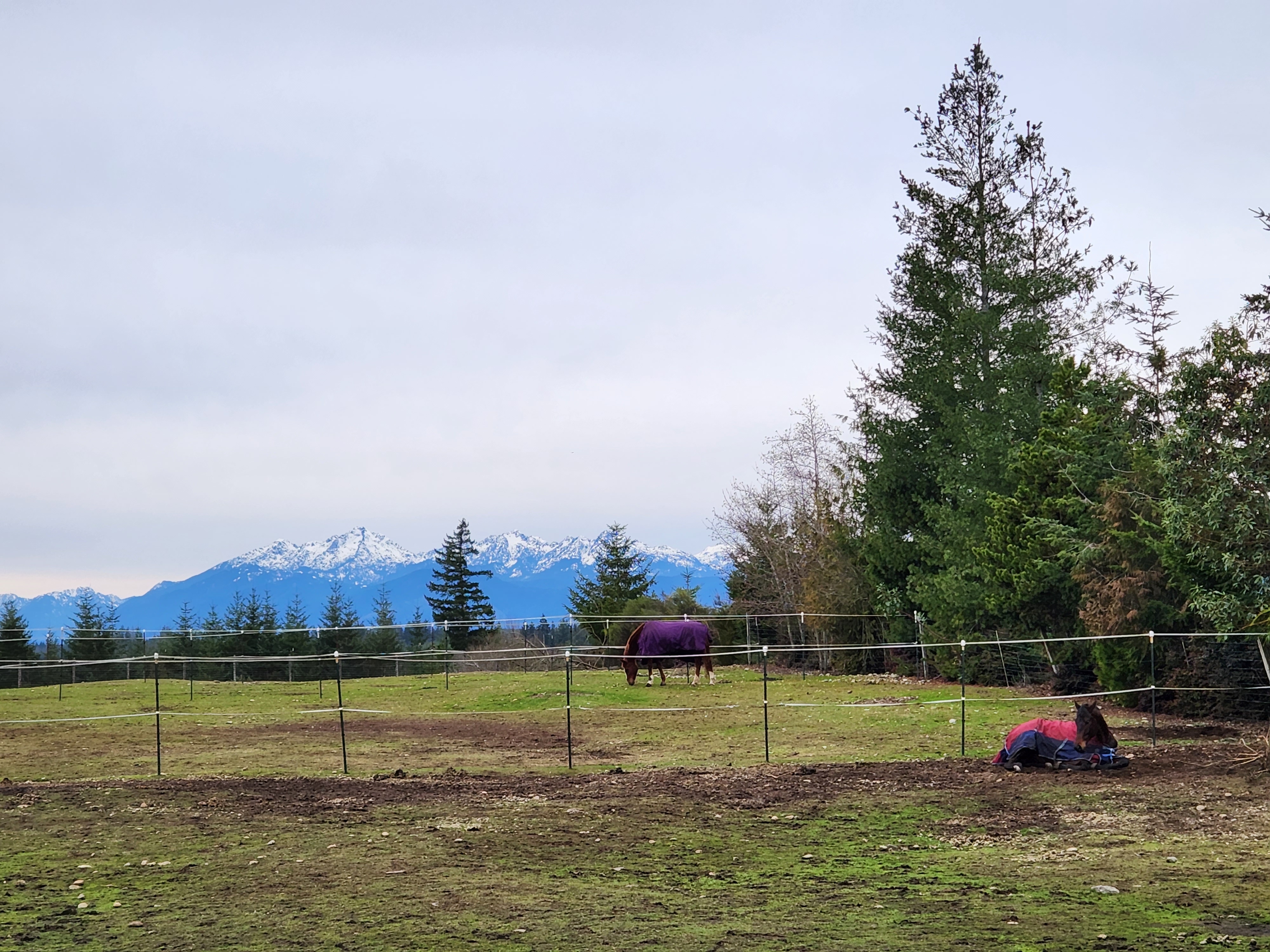 12x12 stalls w/individual pastures