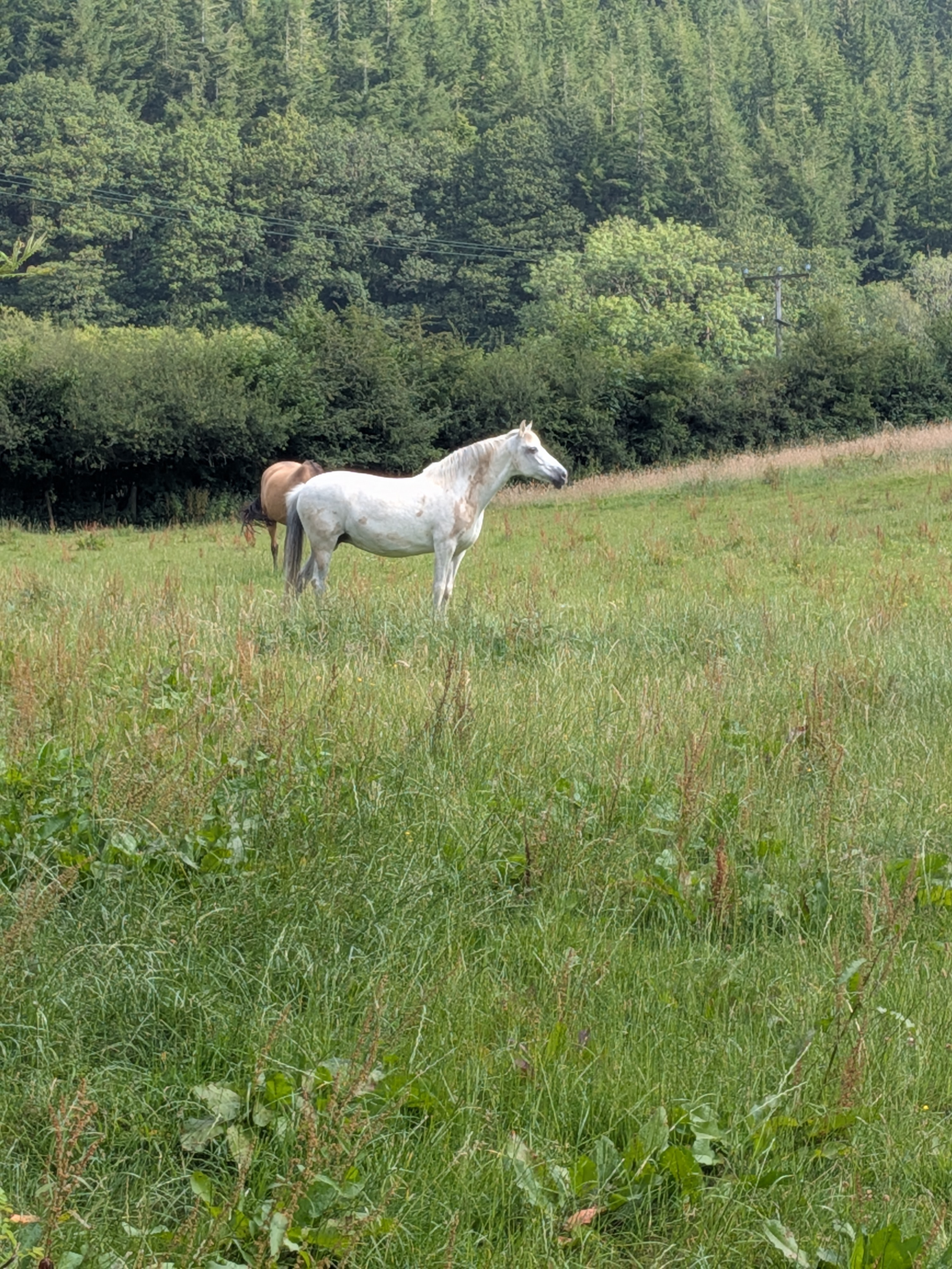 Grazing