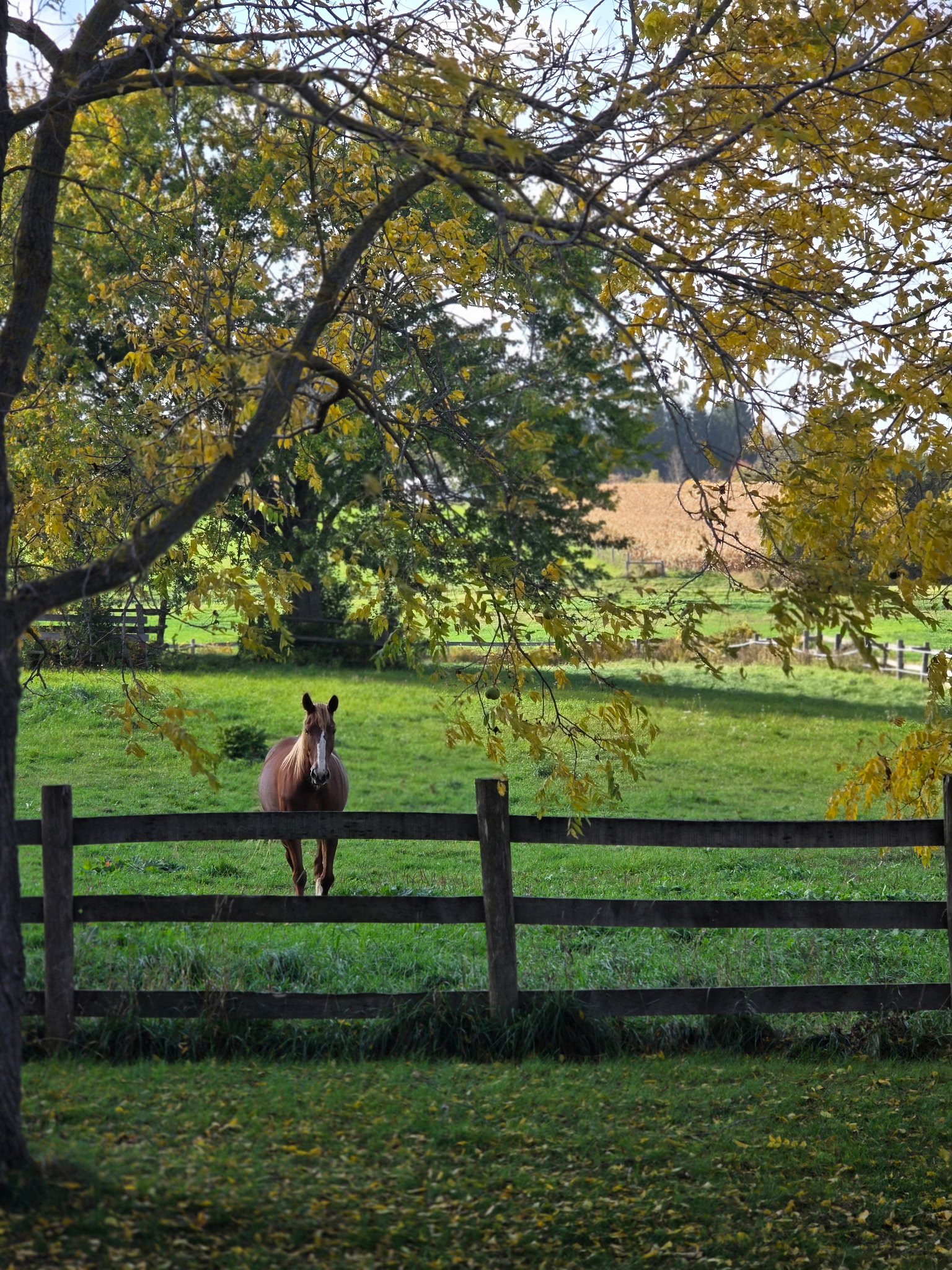 Paddock