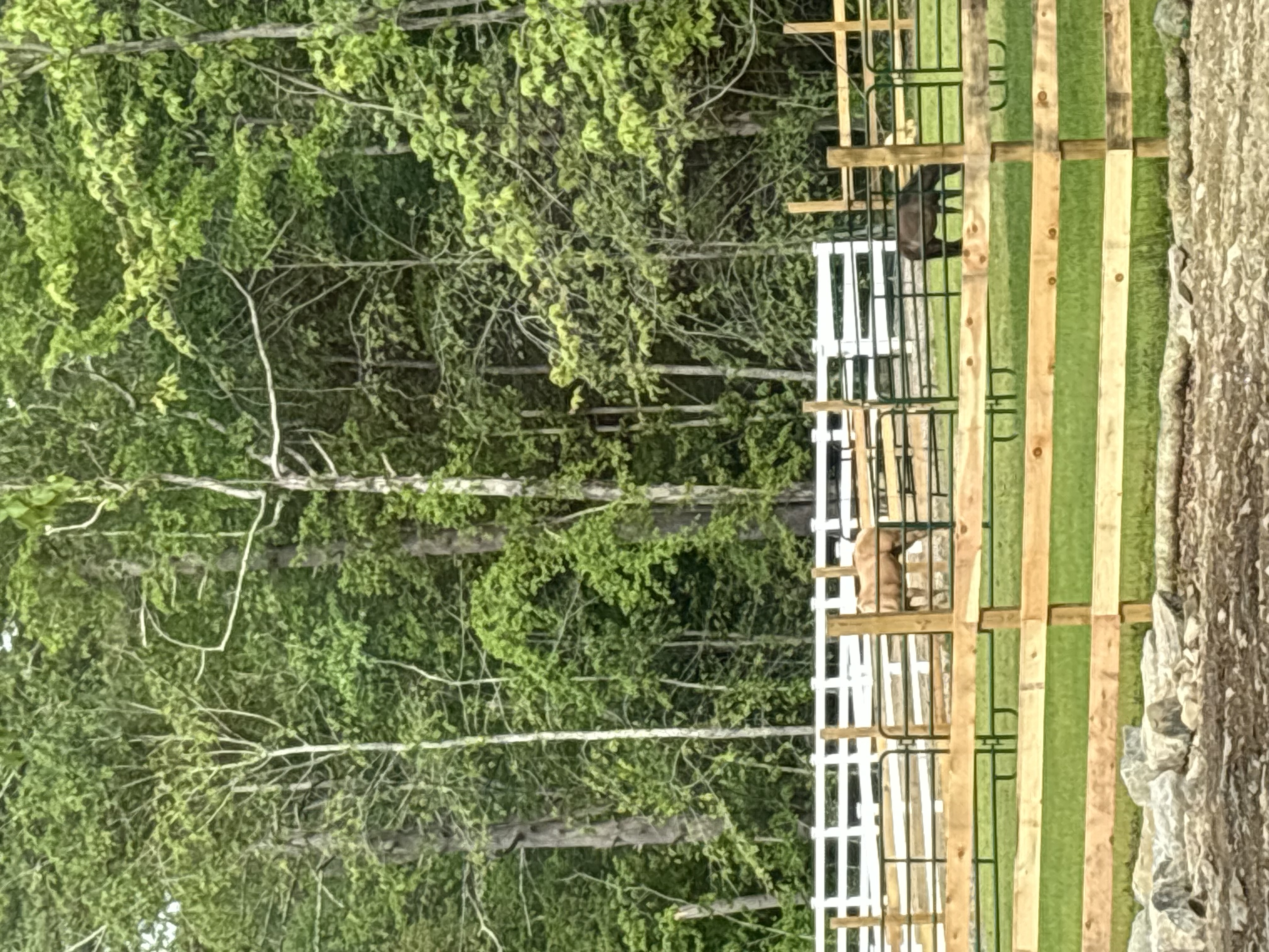 Pasture area with my boys