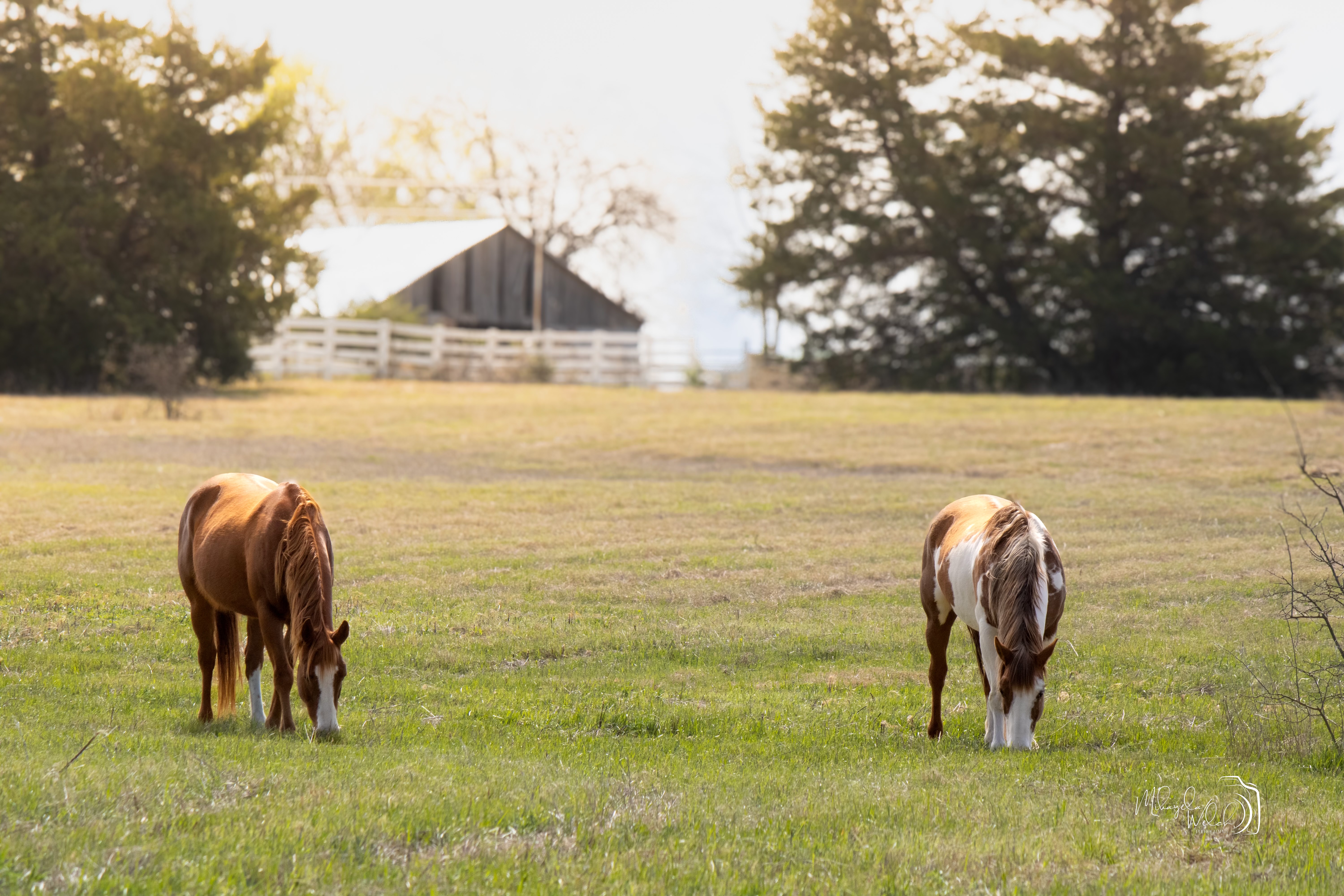 Lucious pastures- separated mares and geldings