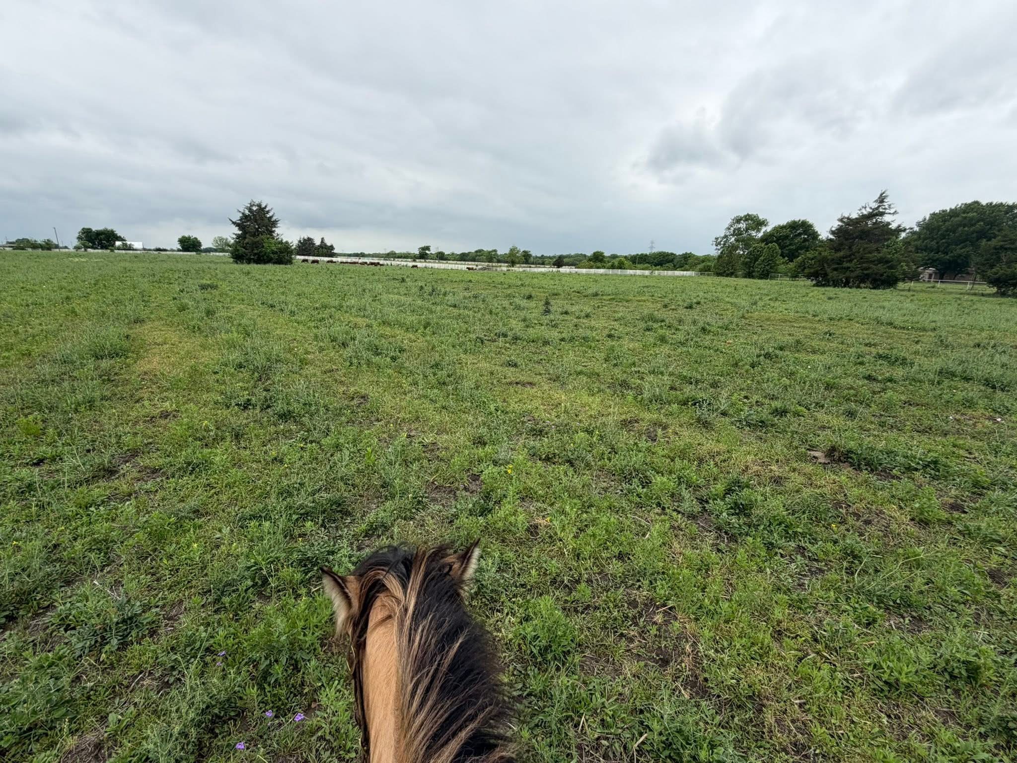 East pasture