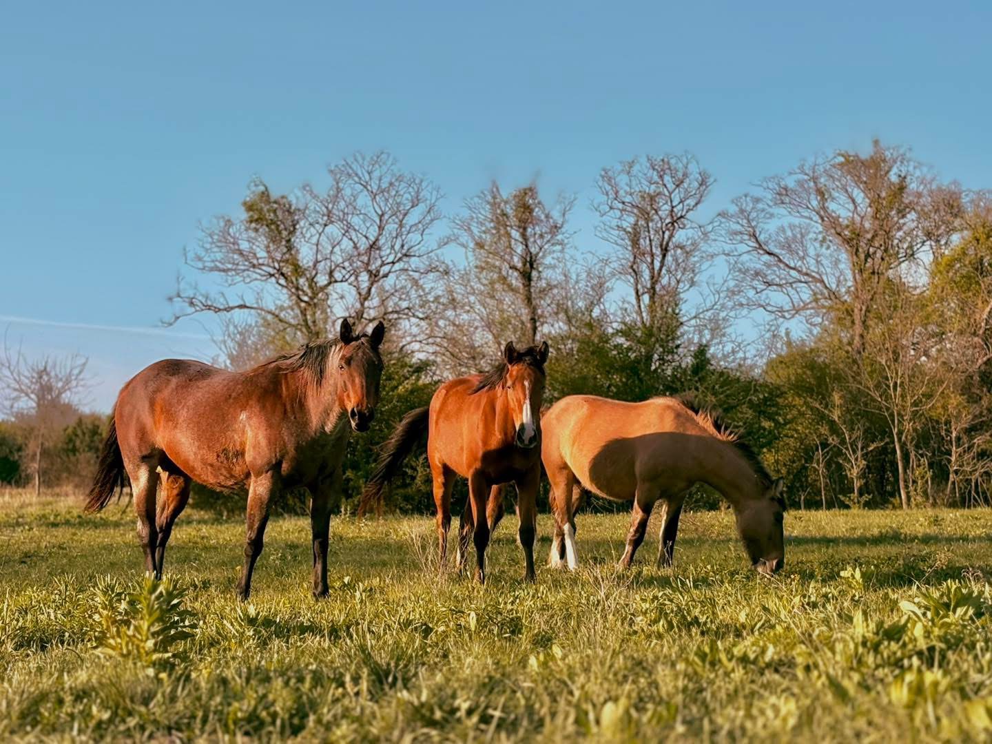 Back pasture