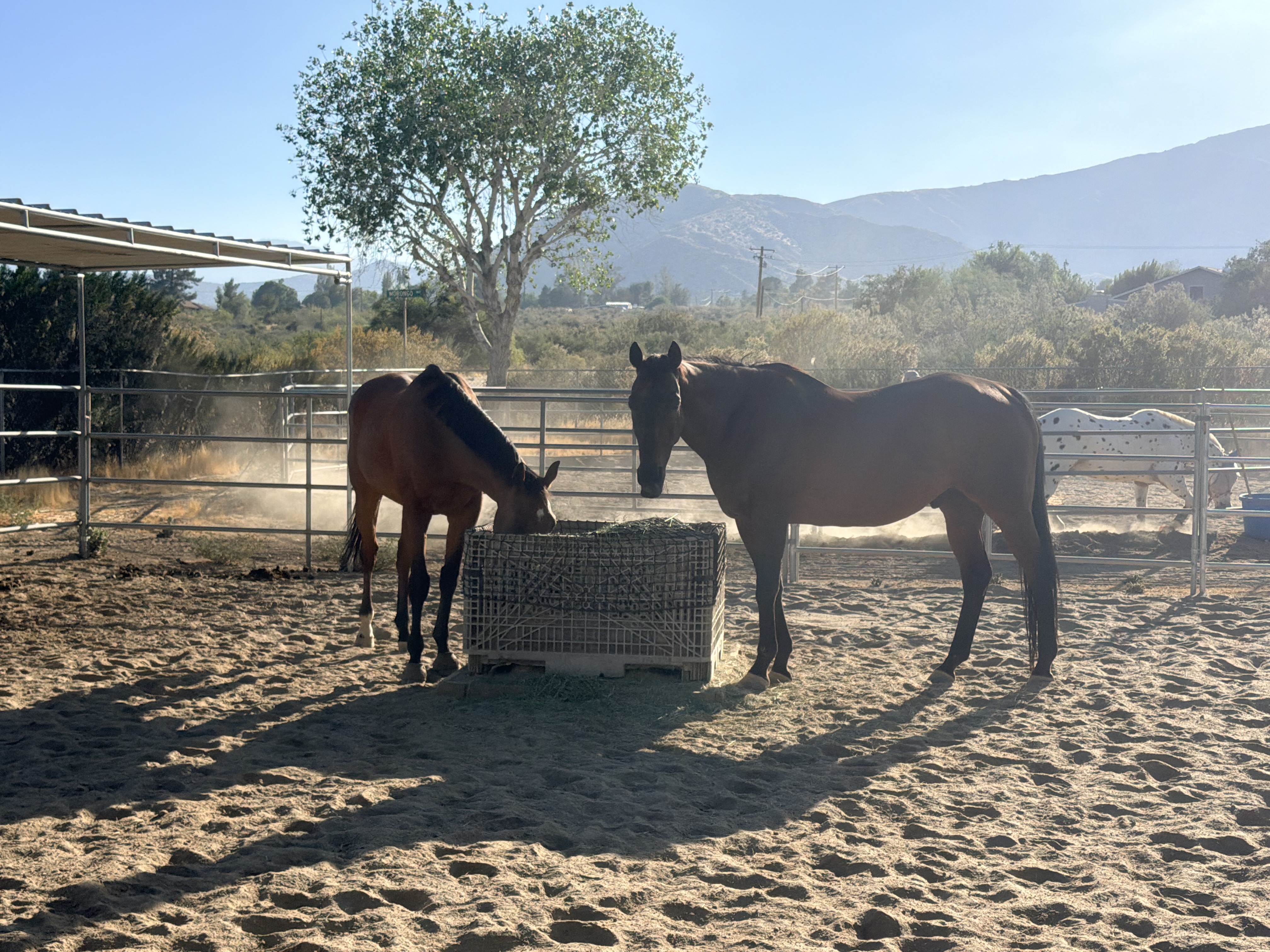 Tea and Chase in turn out