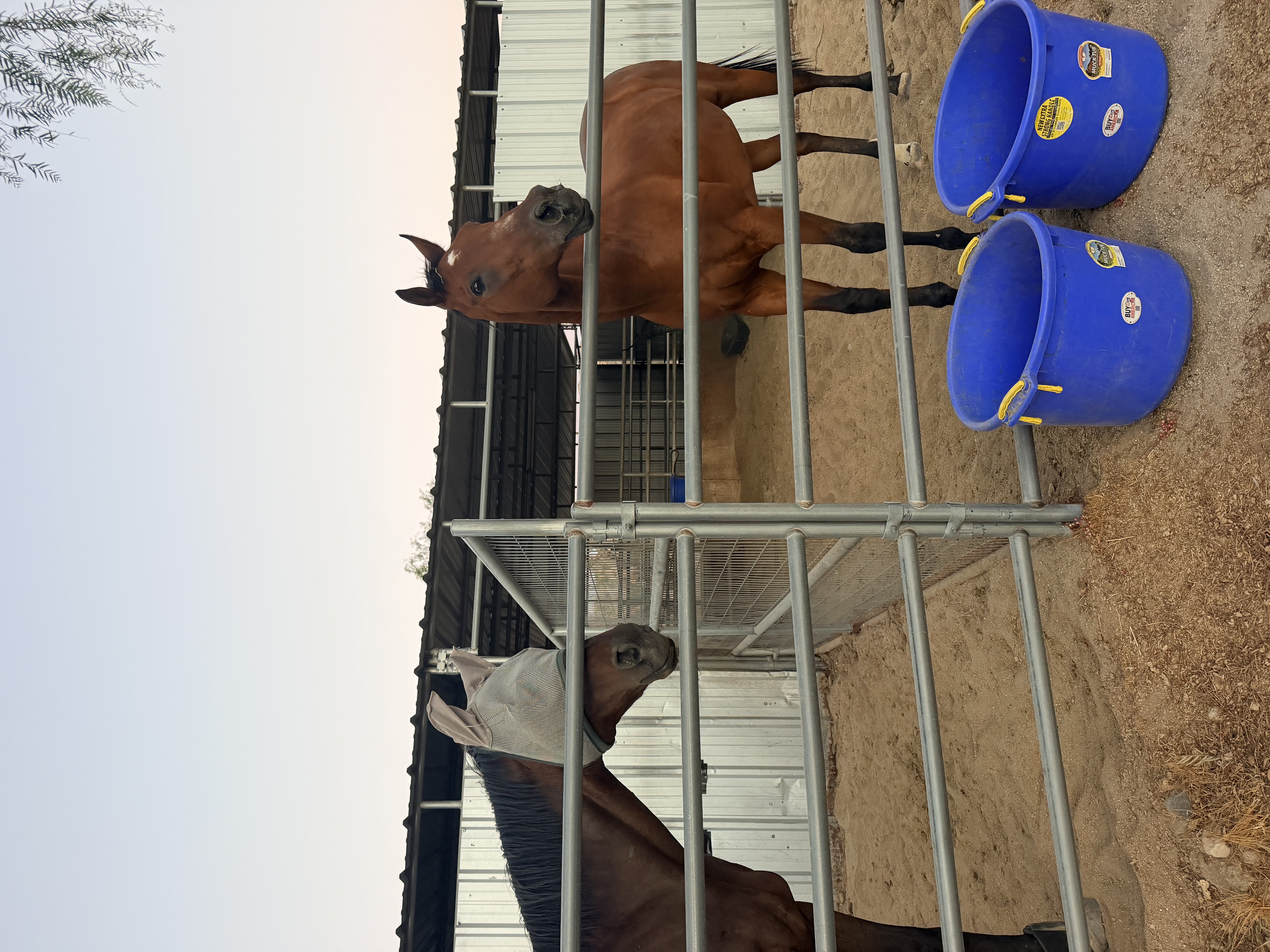 Happy horses!