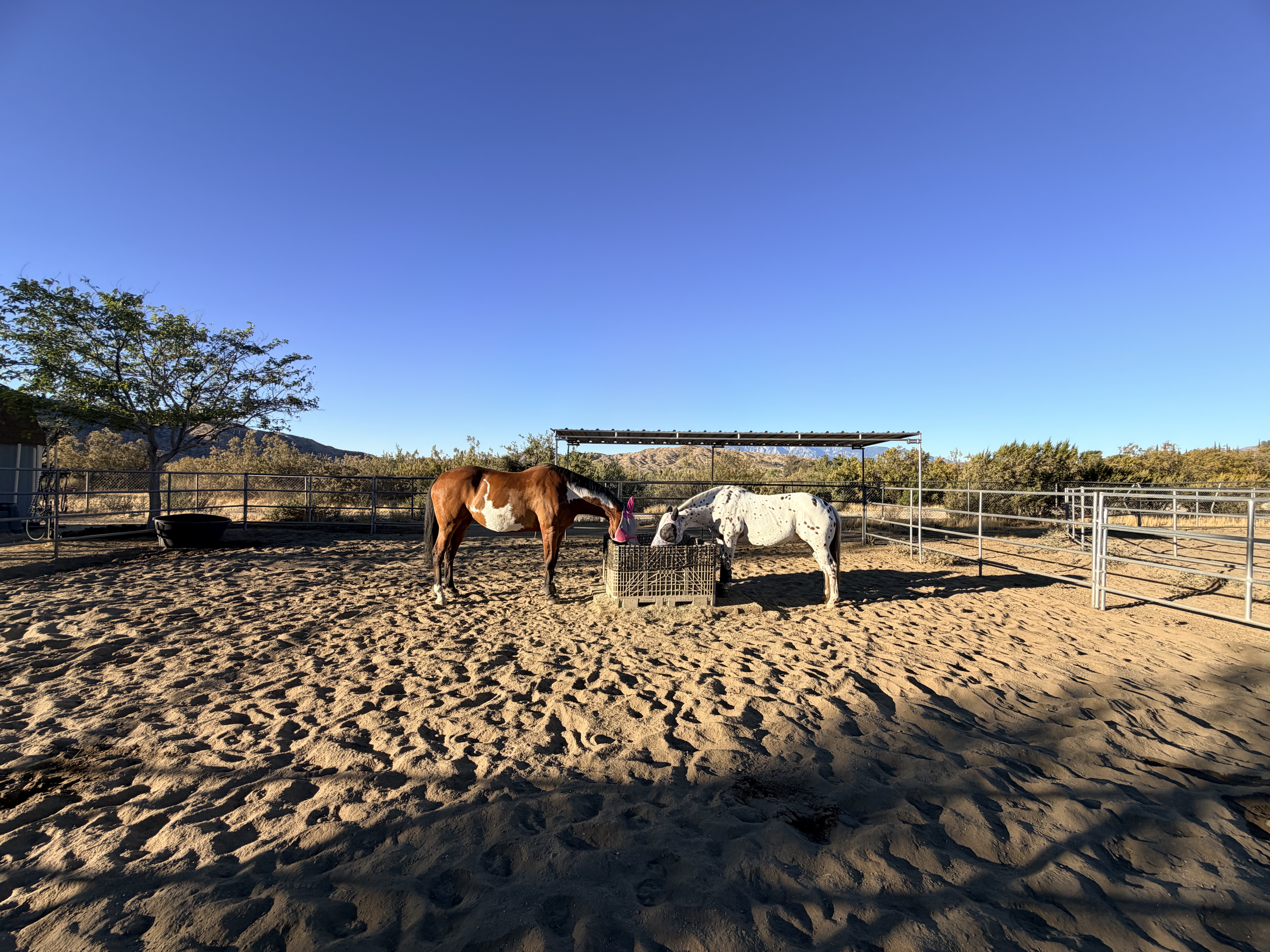 Horses enjoying turn out