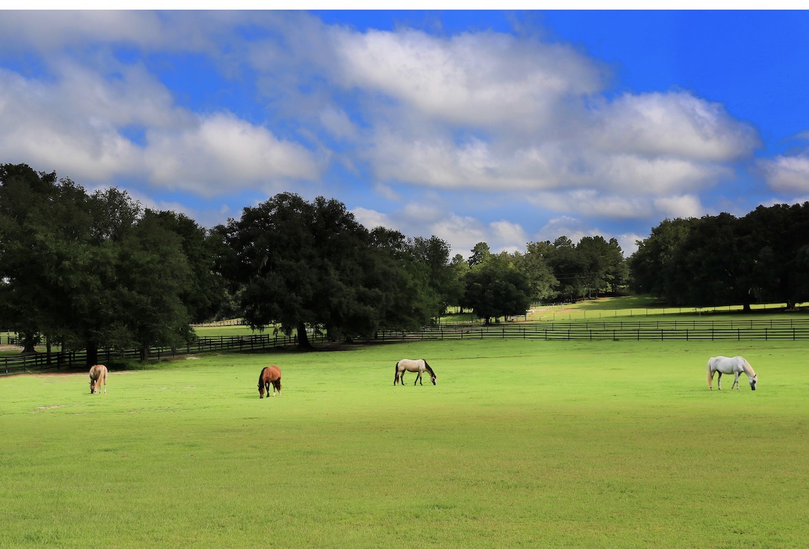 Pastures