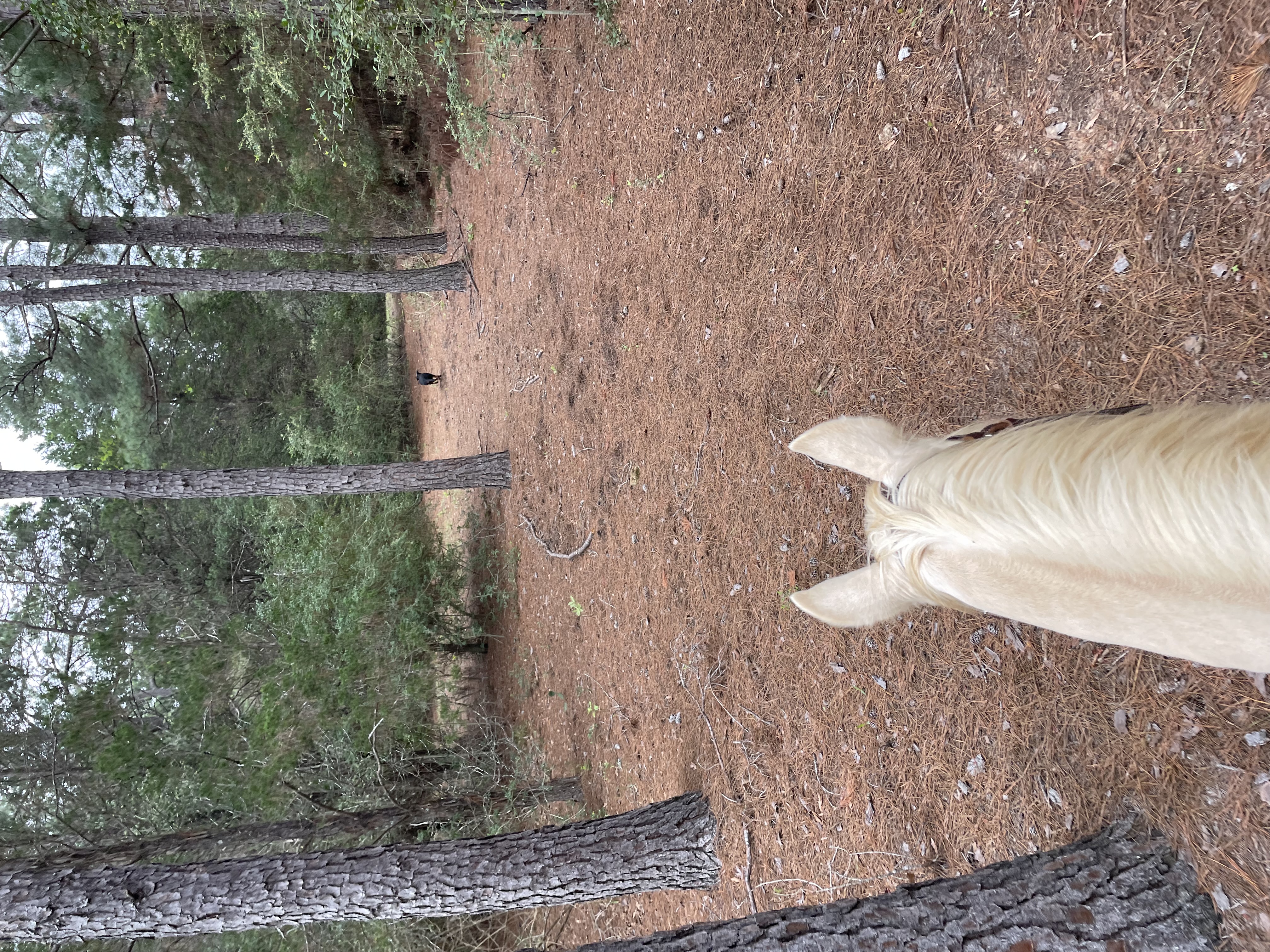 Trails on site
