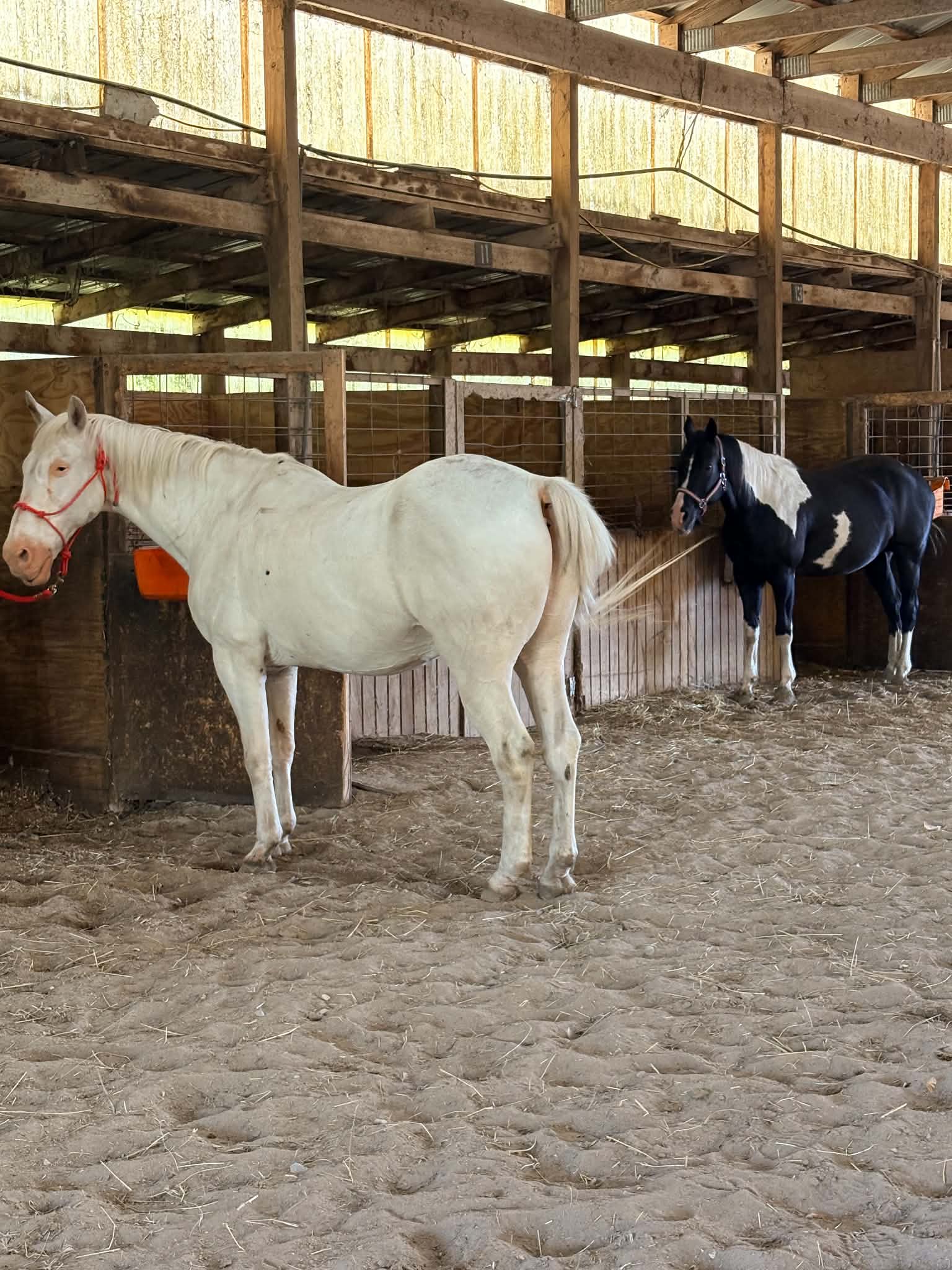 Horse Camp