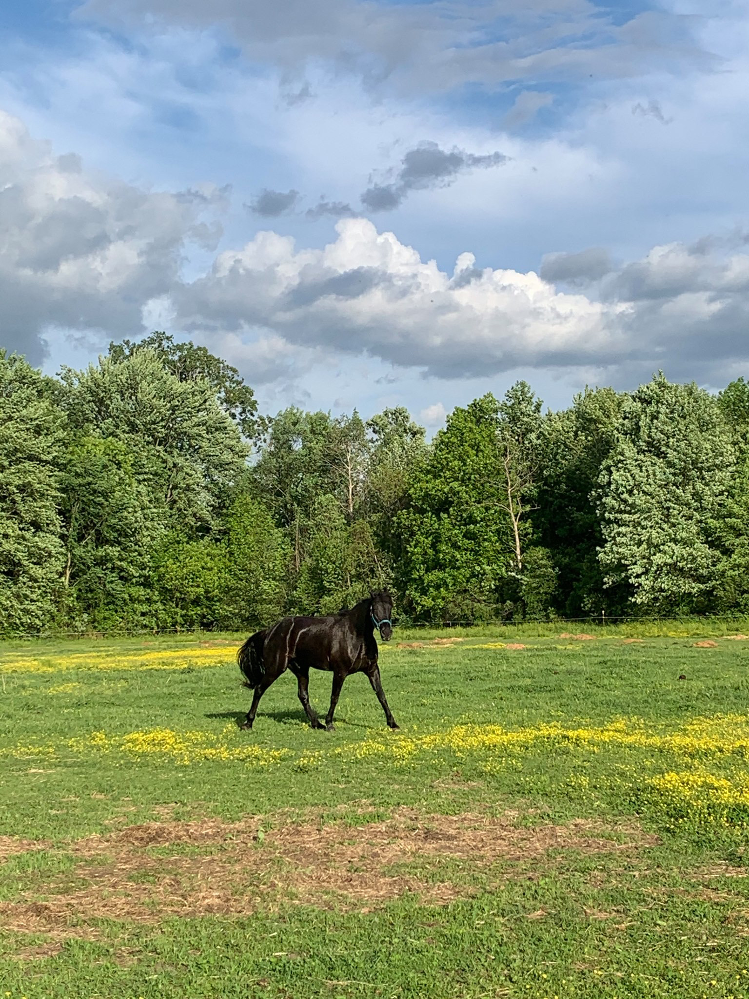 Main pasture