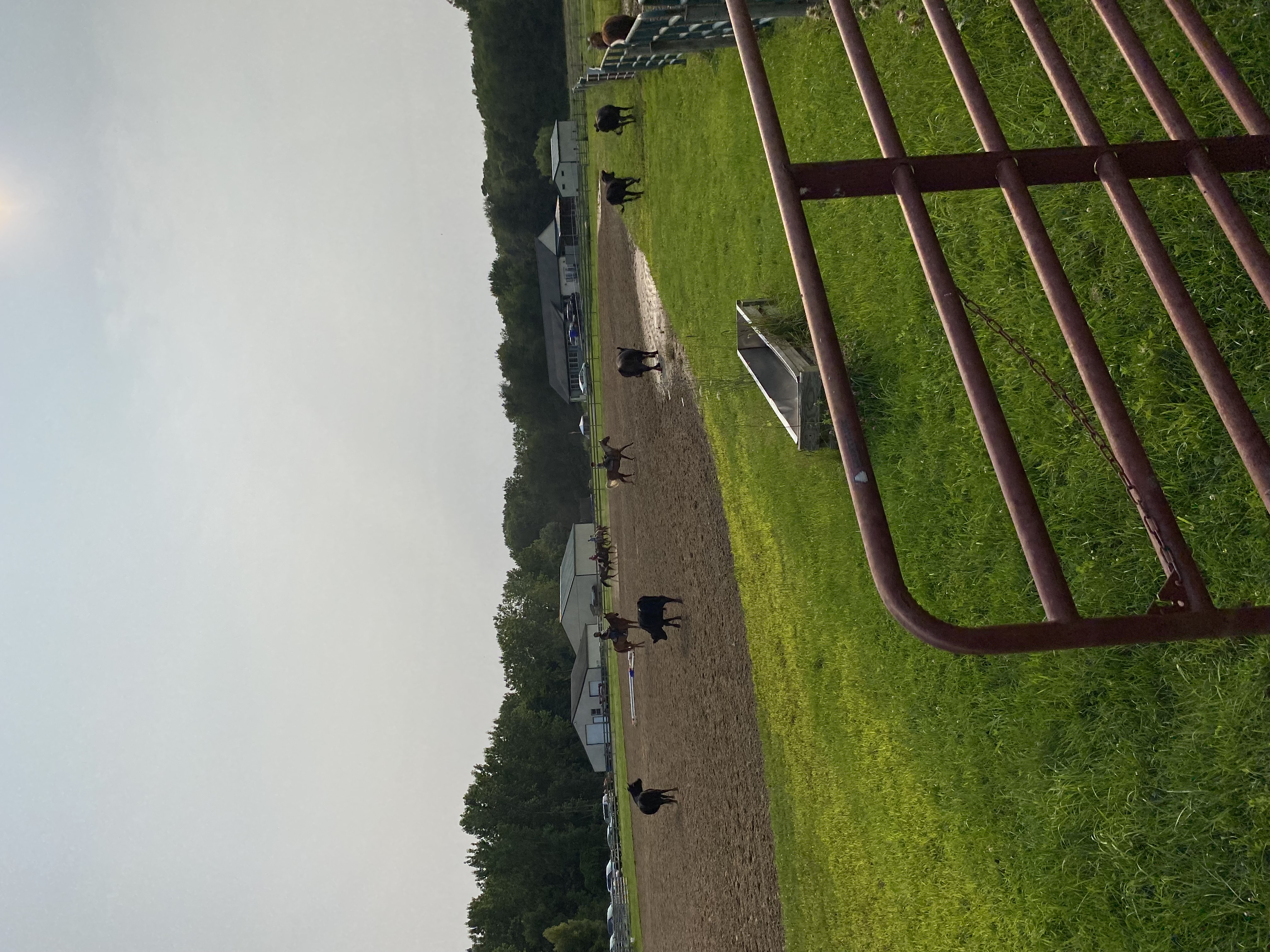 Chasin cows