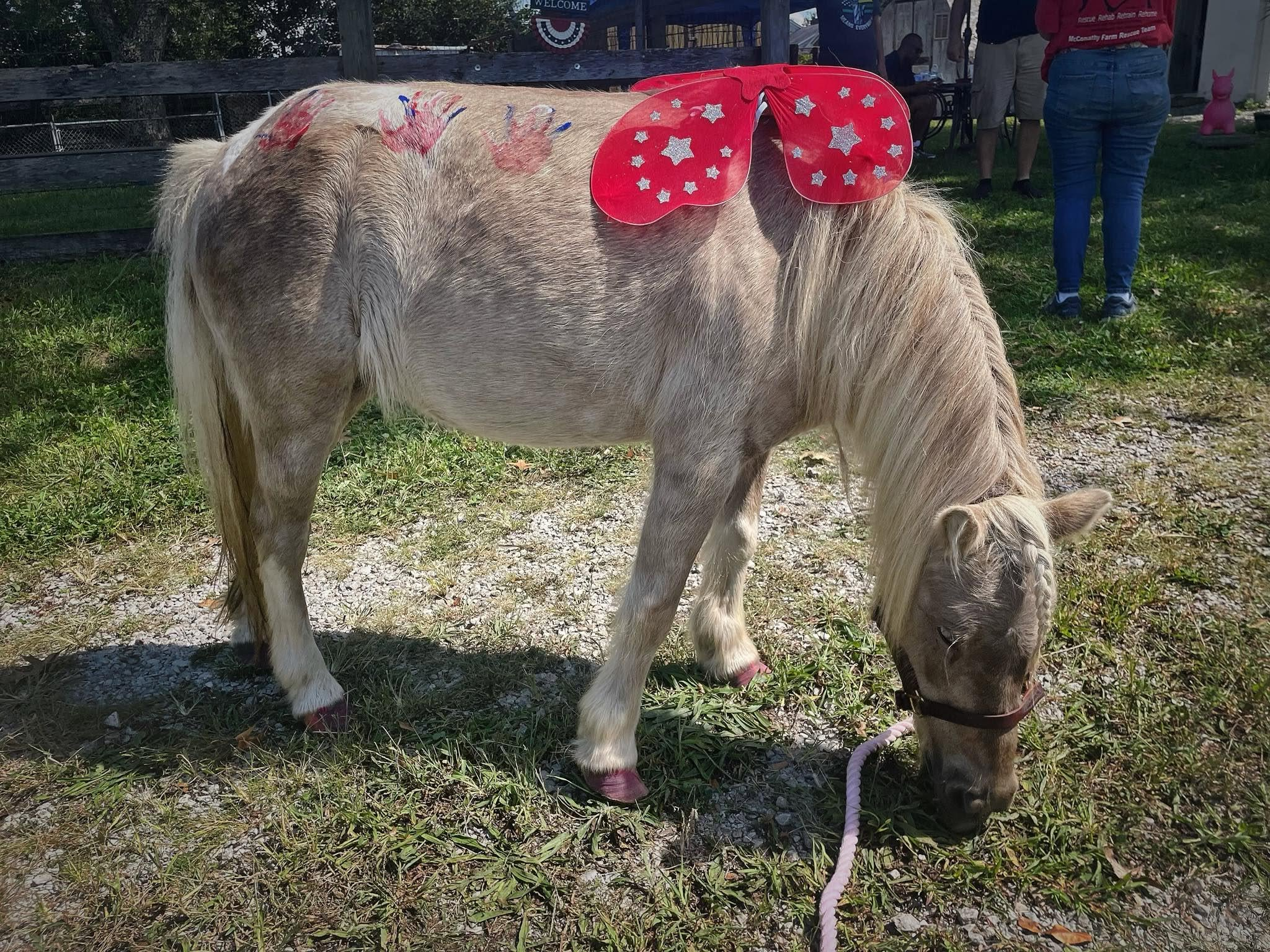Minis, ponies, donkeys, horses welcome