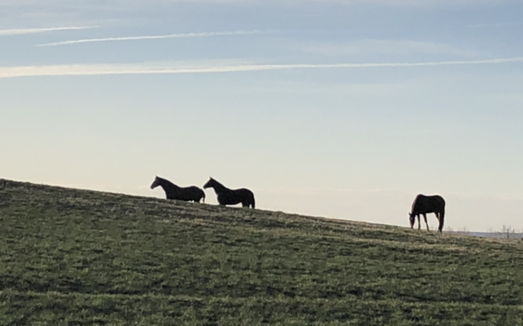 Ponies over hill