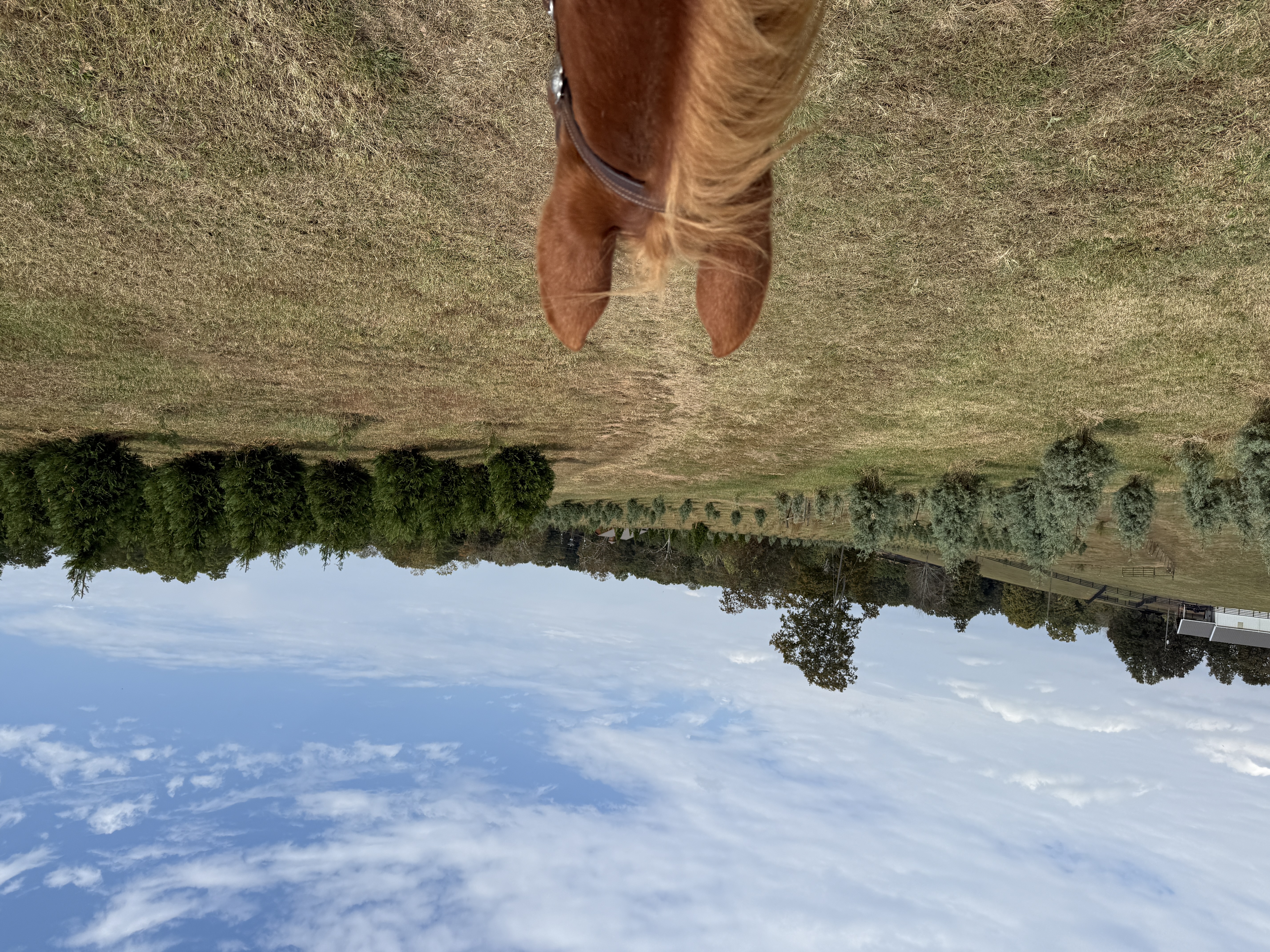 Trails at the Tree Farm