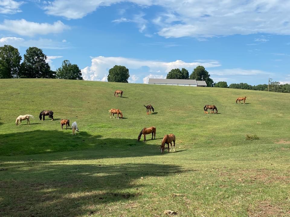 Pasture board field