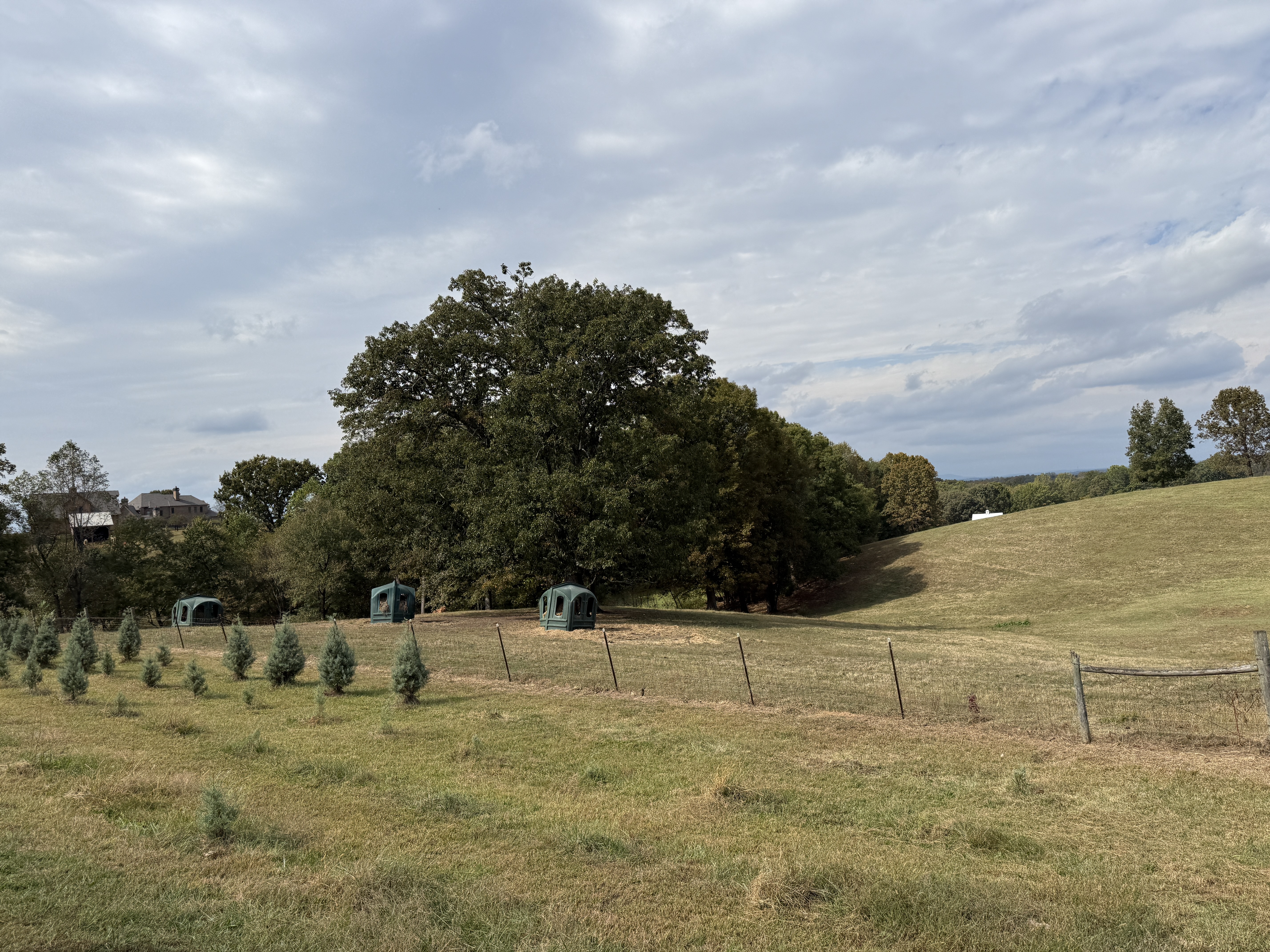 Horse heaven