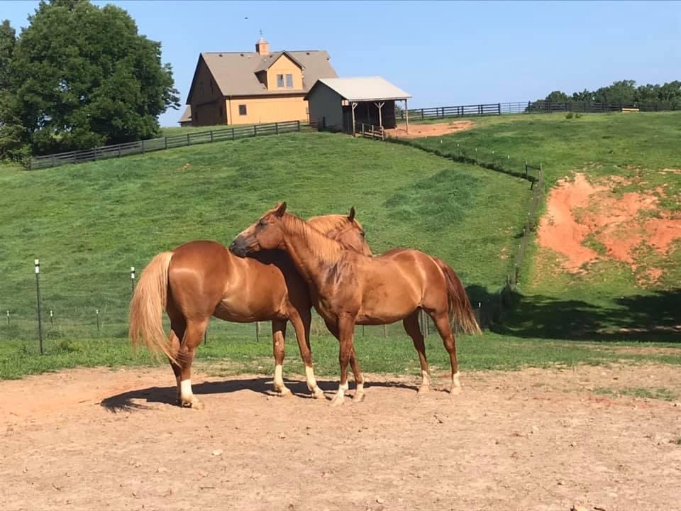 Happy horses