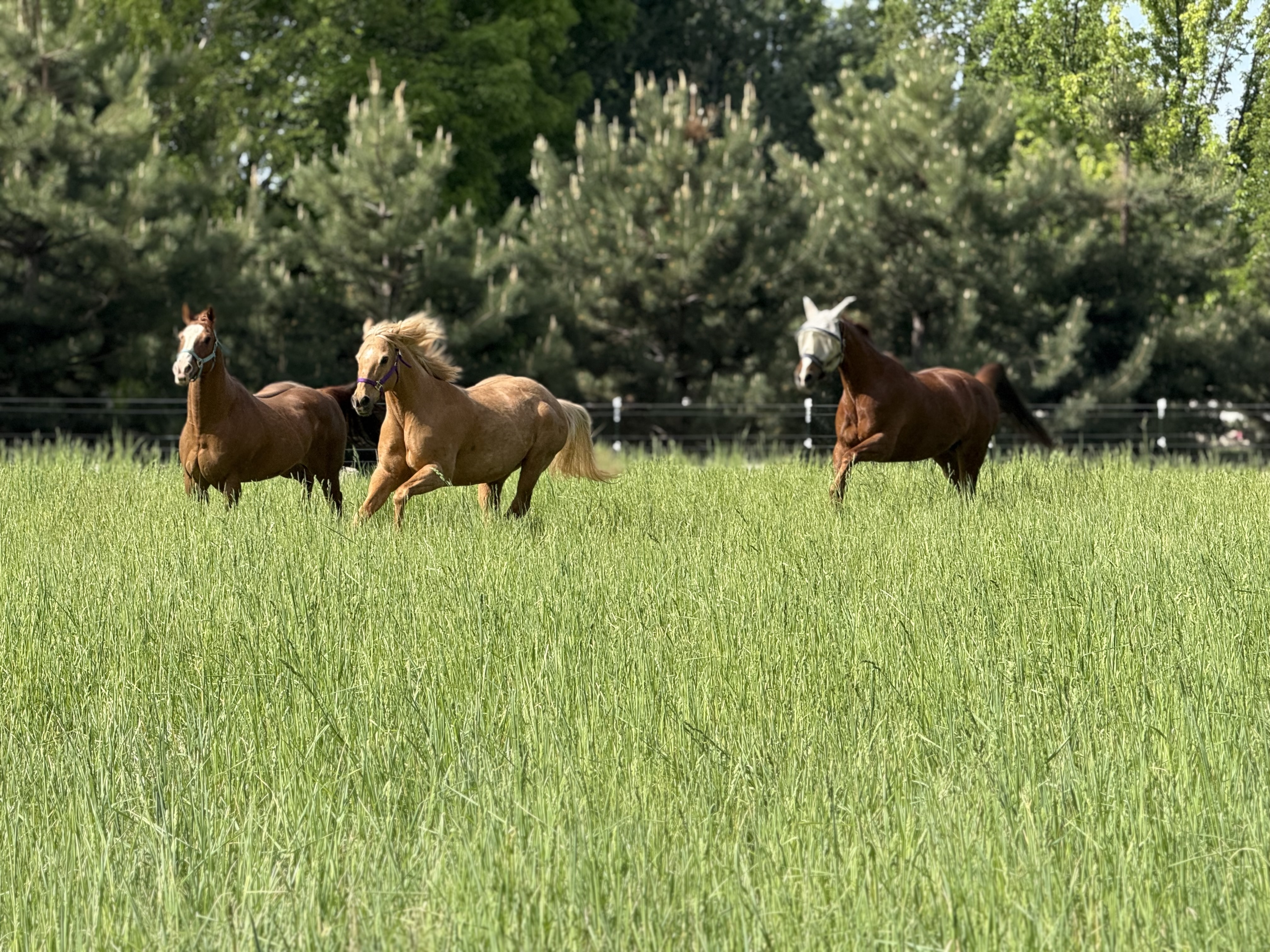 Optional seasonal turnout (4 acre pasture)