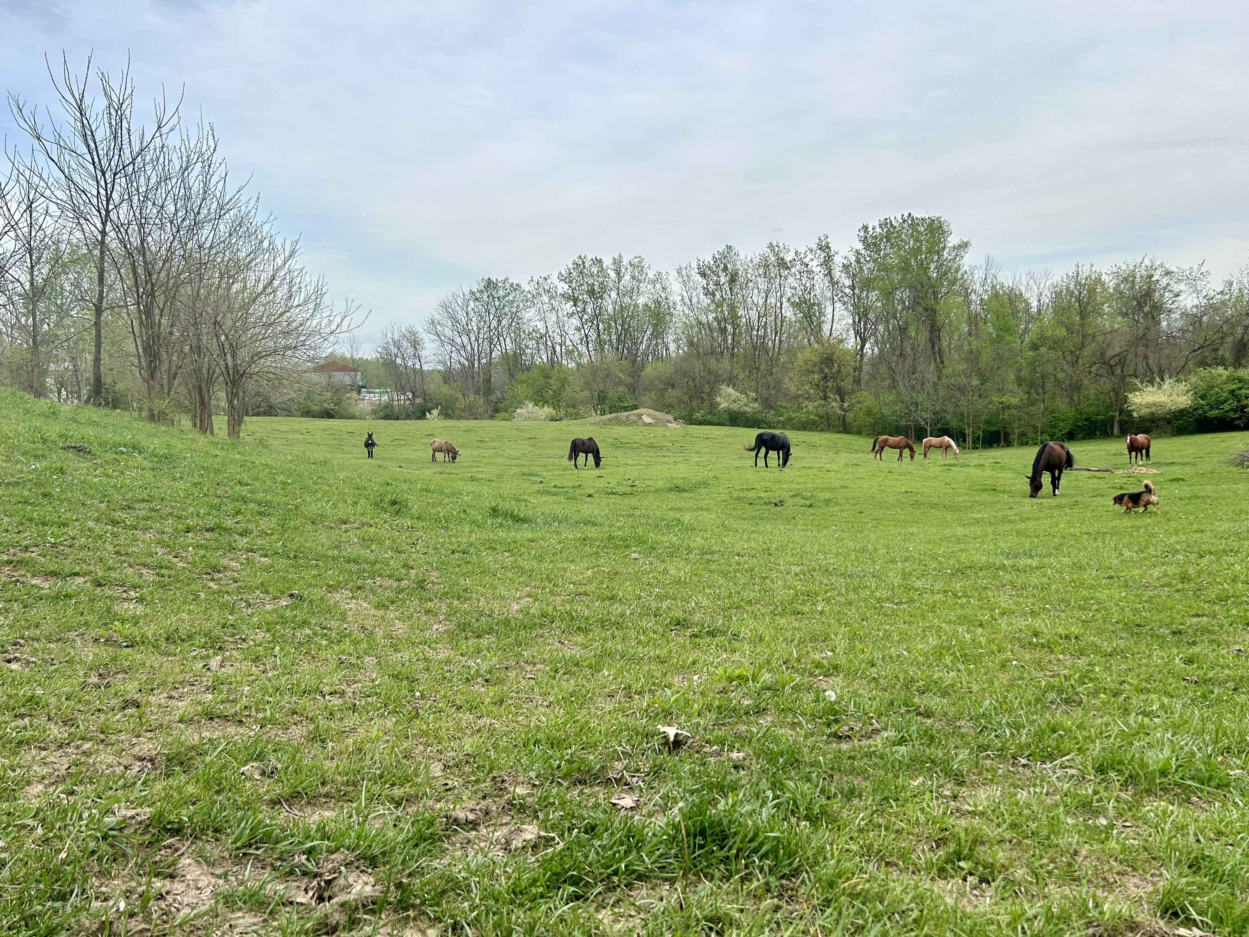 Pasture