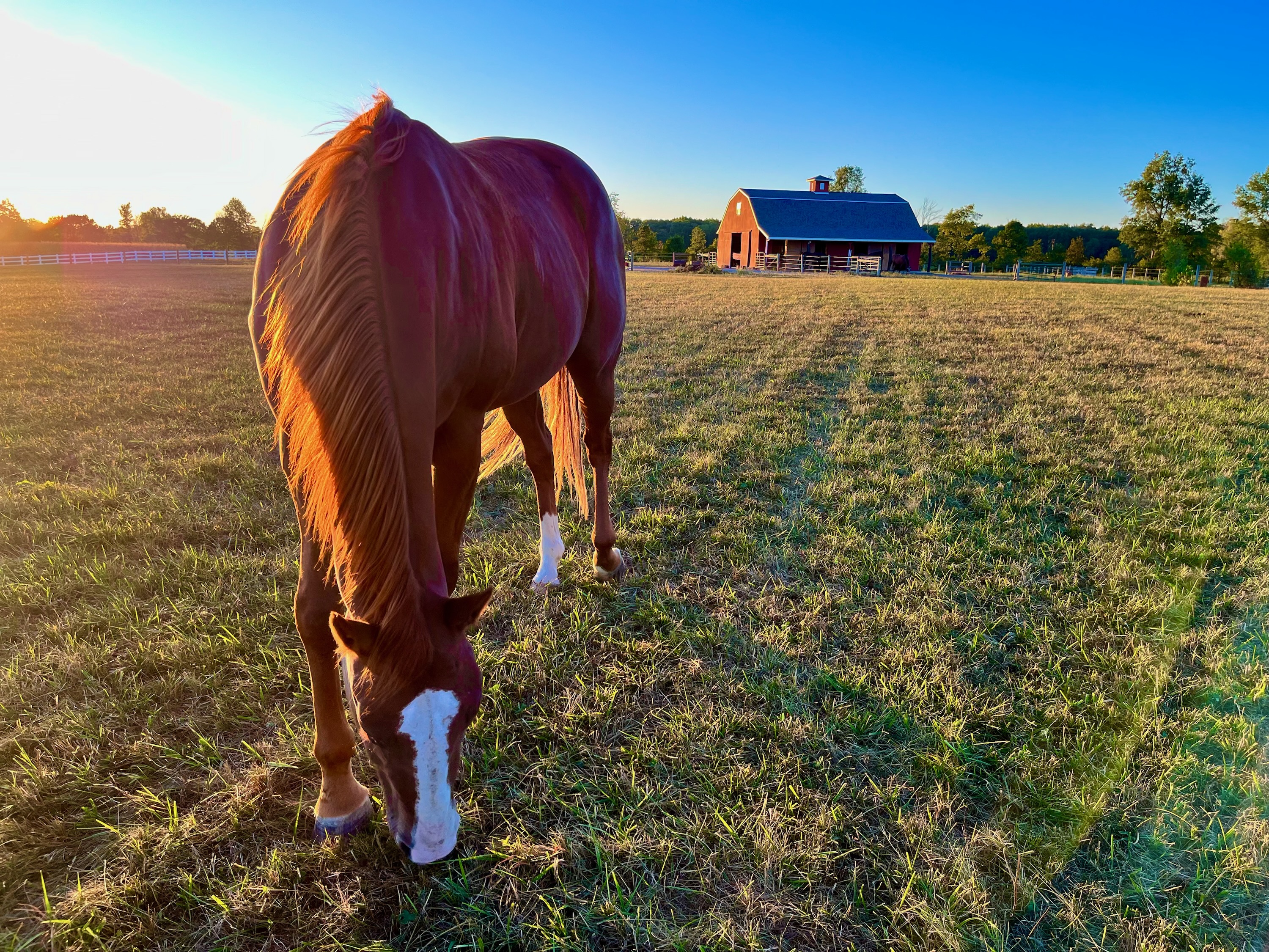 Horse