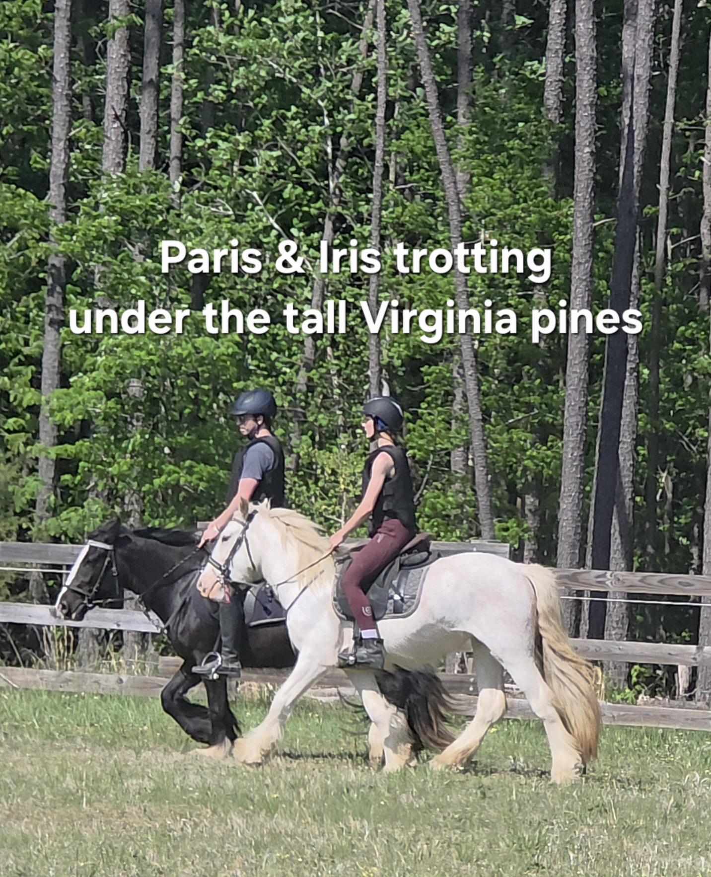 Kolt Equestrian Horse Boarding Lesson RV Hookup Farm Gypsy Vanner 3