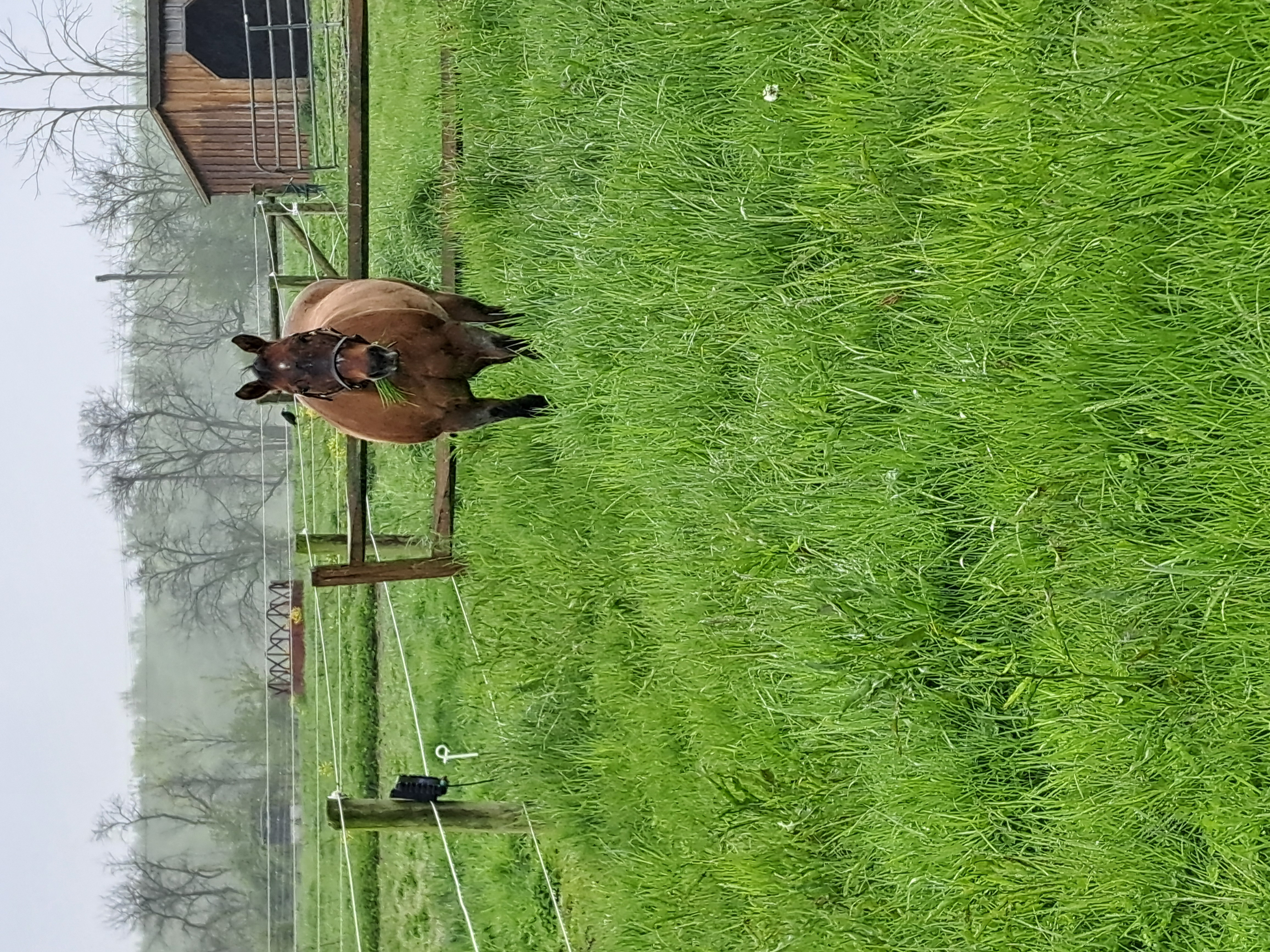Pasture
