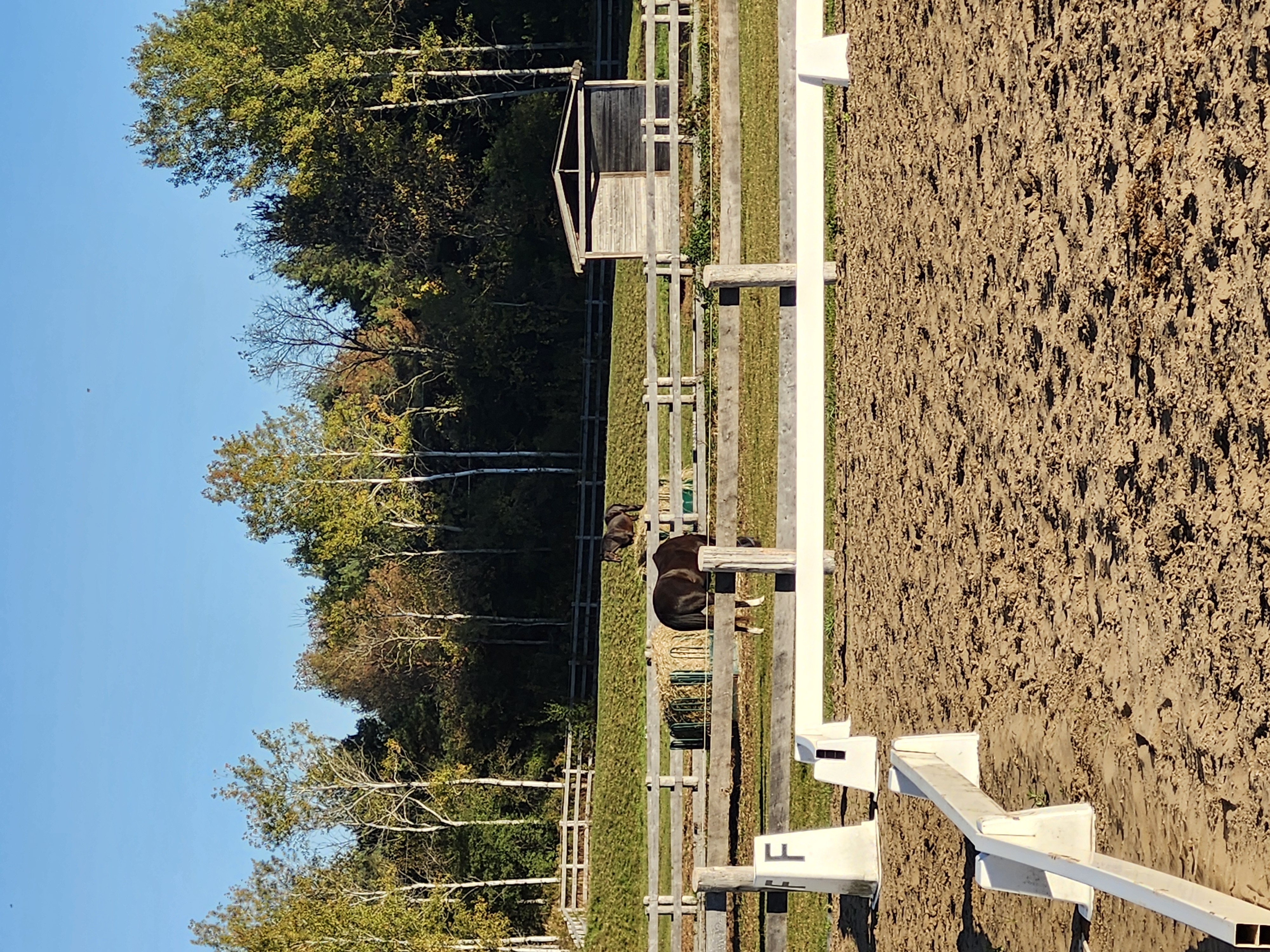 Paddocks and sand ring