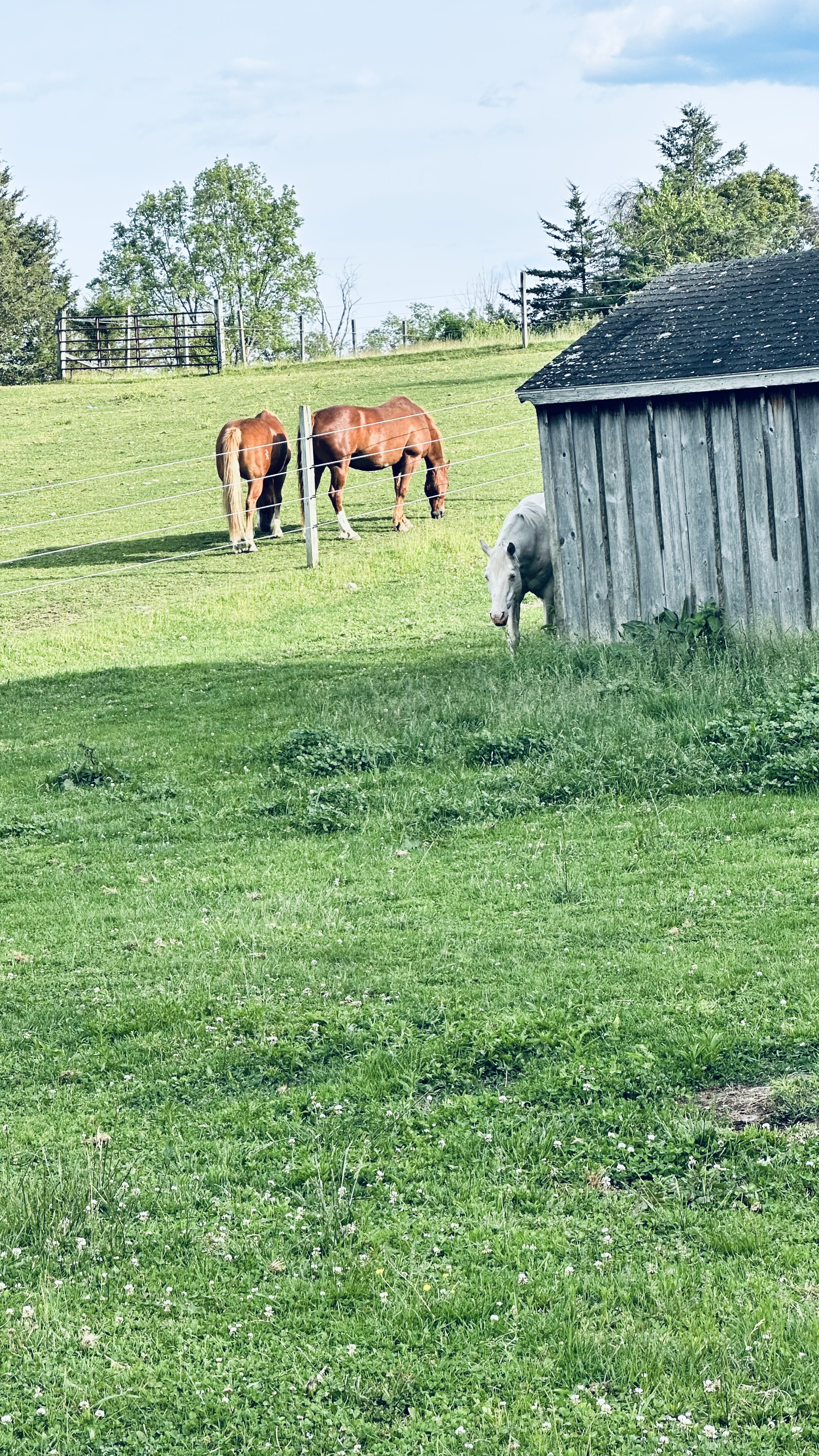 You can’t see me!! I blend in!
