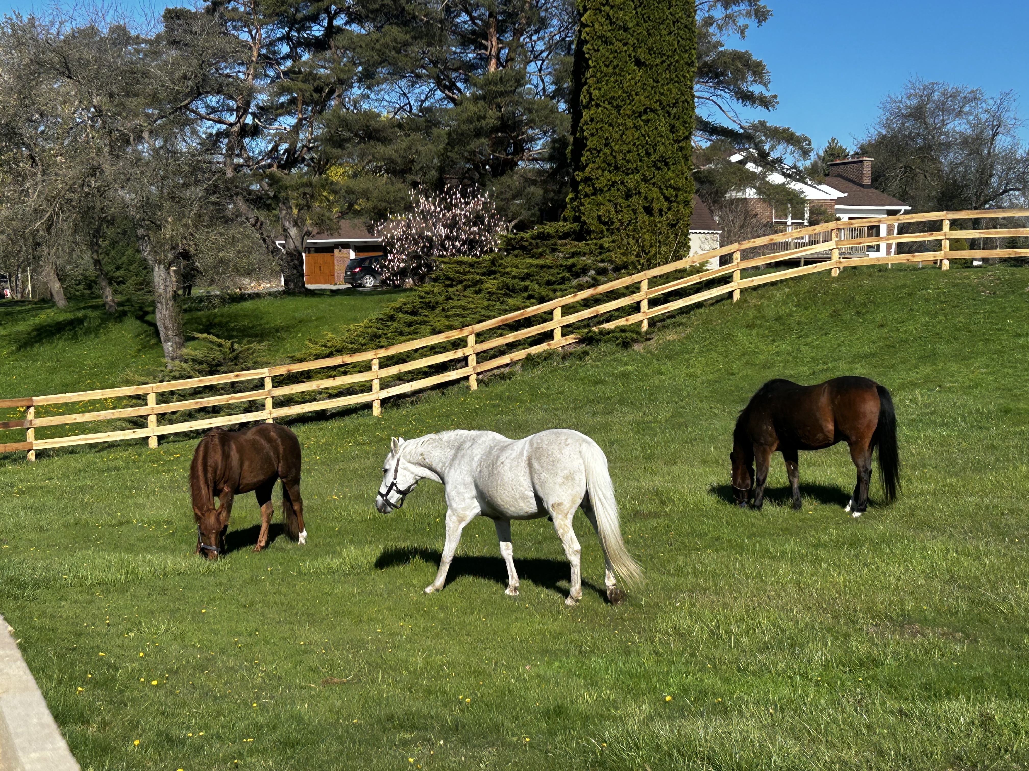 Ponies enjoying the day