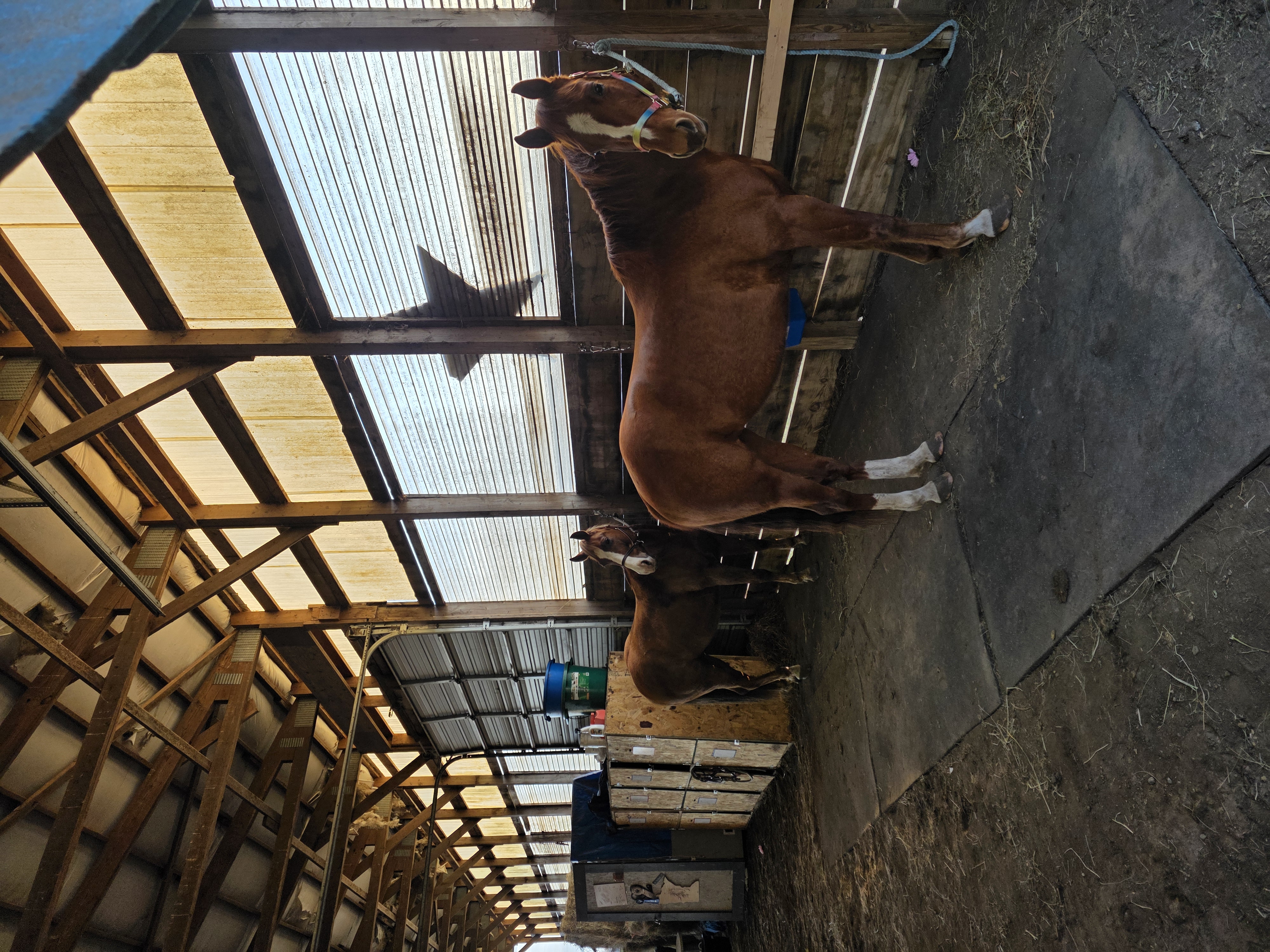 Rcr