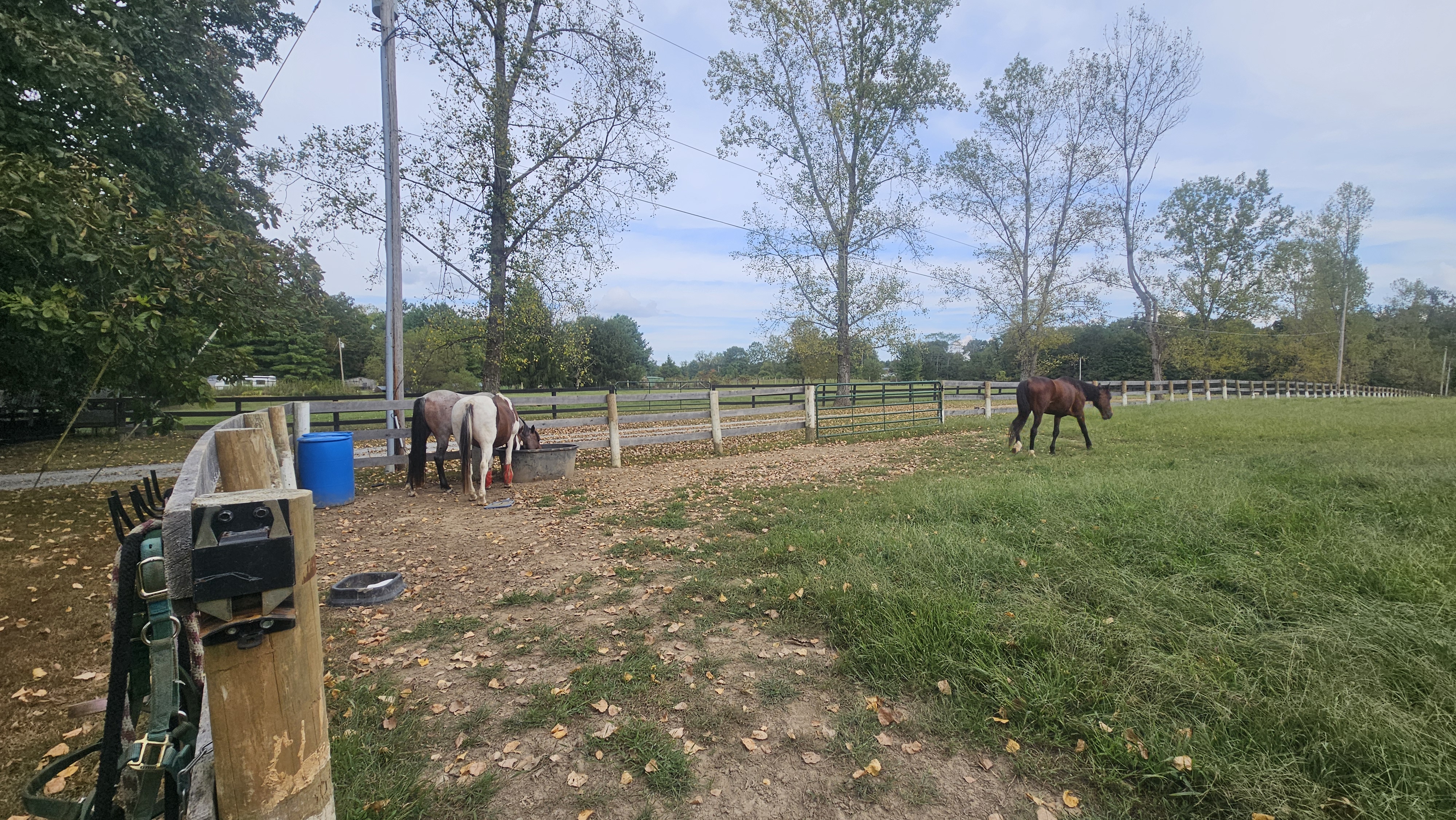Pasture