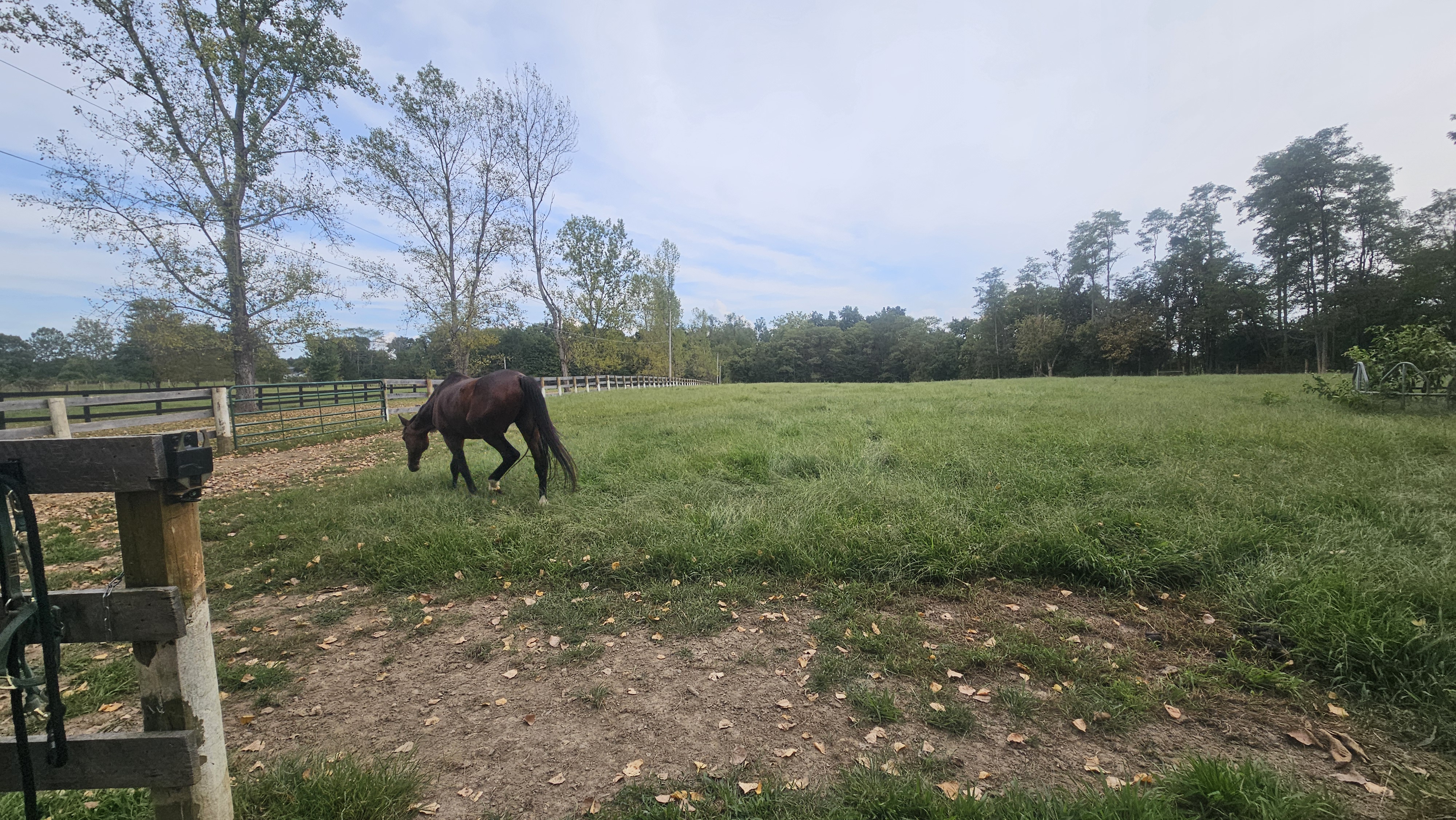 Pasture