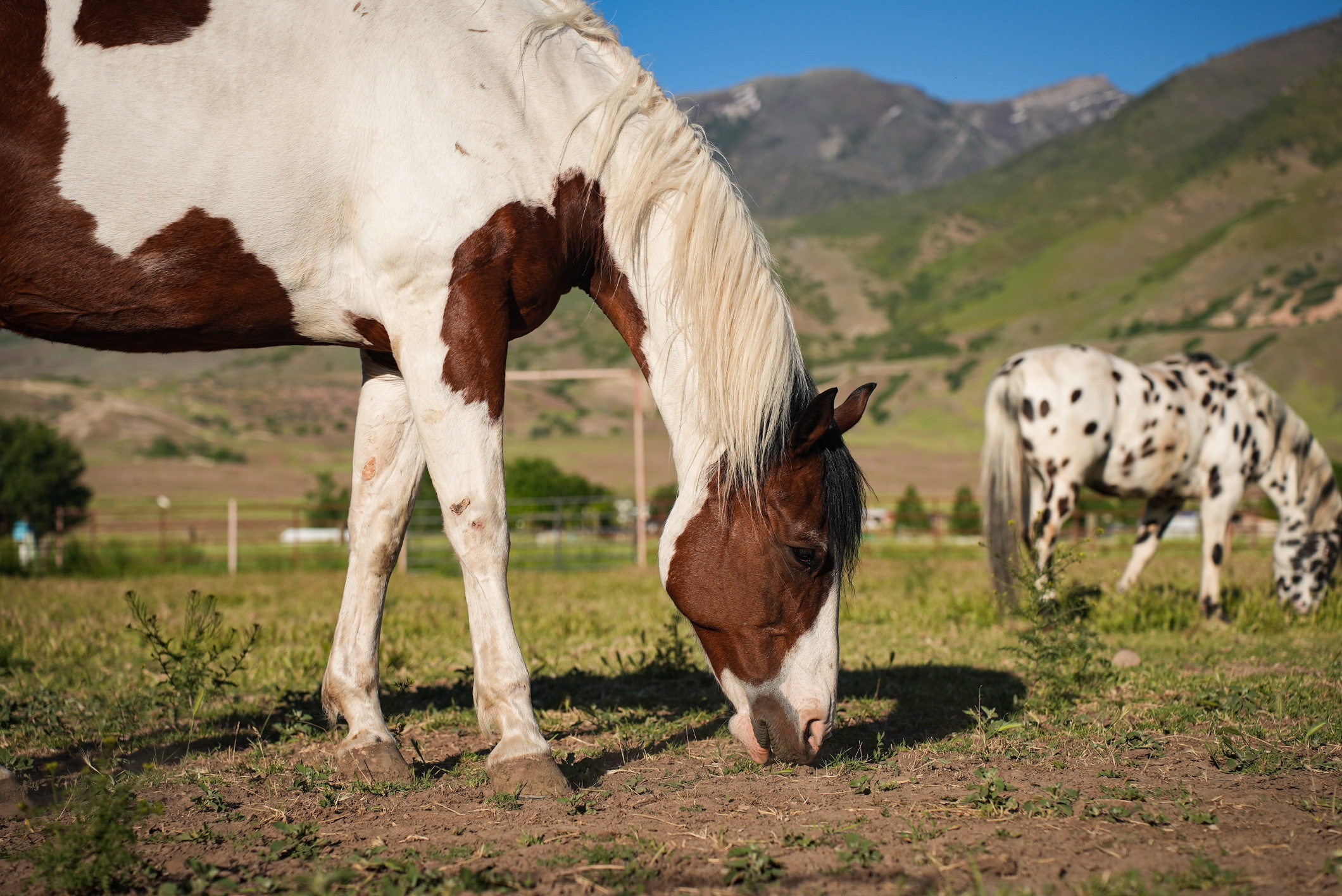 Horses grazing in the pasture with mountain views