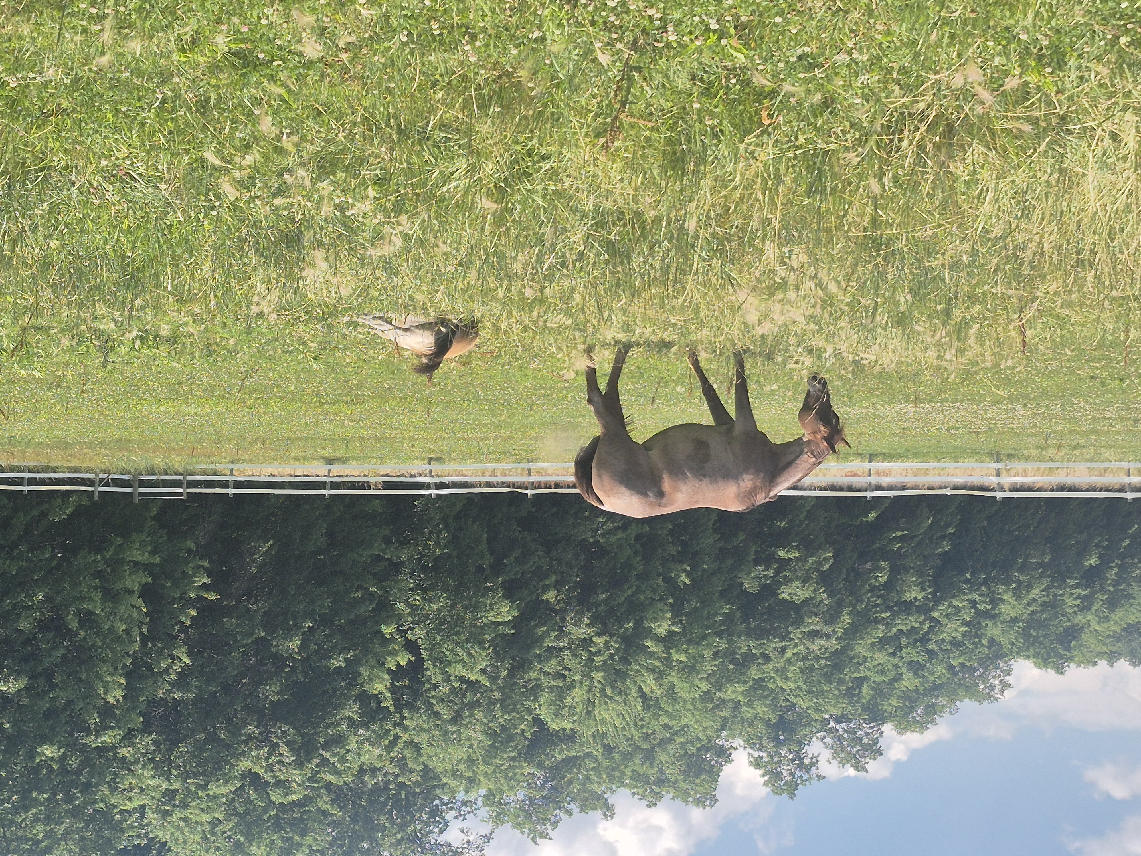Pasture