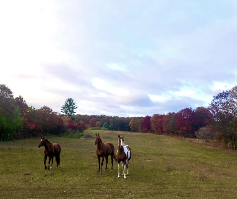 Big pasture