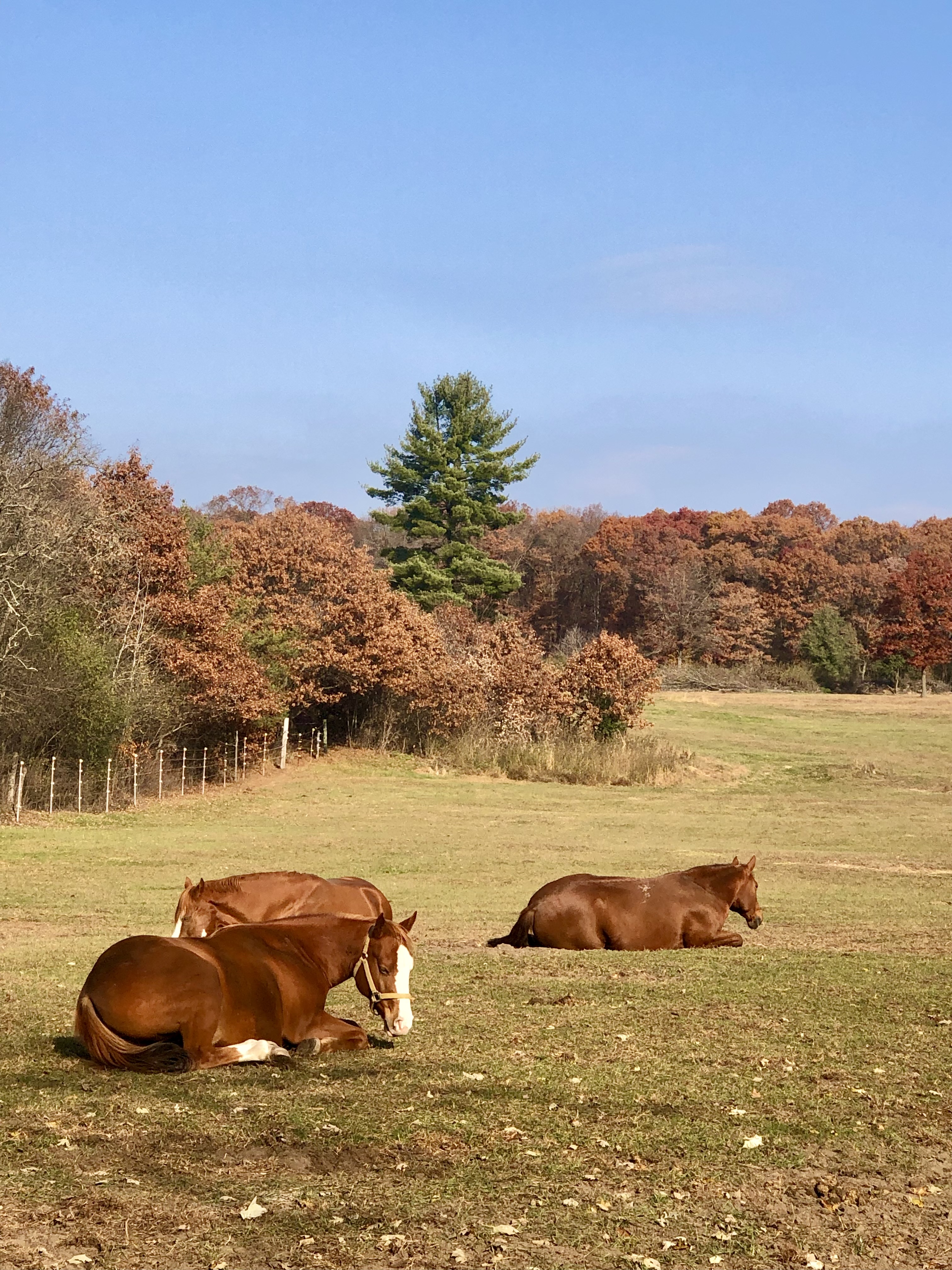 Happy horses